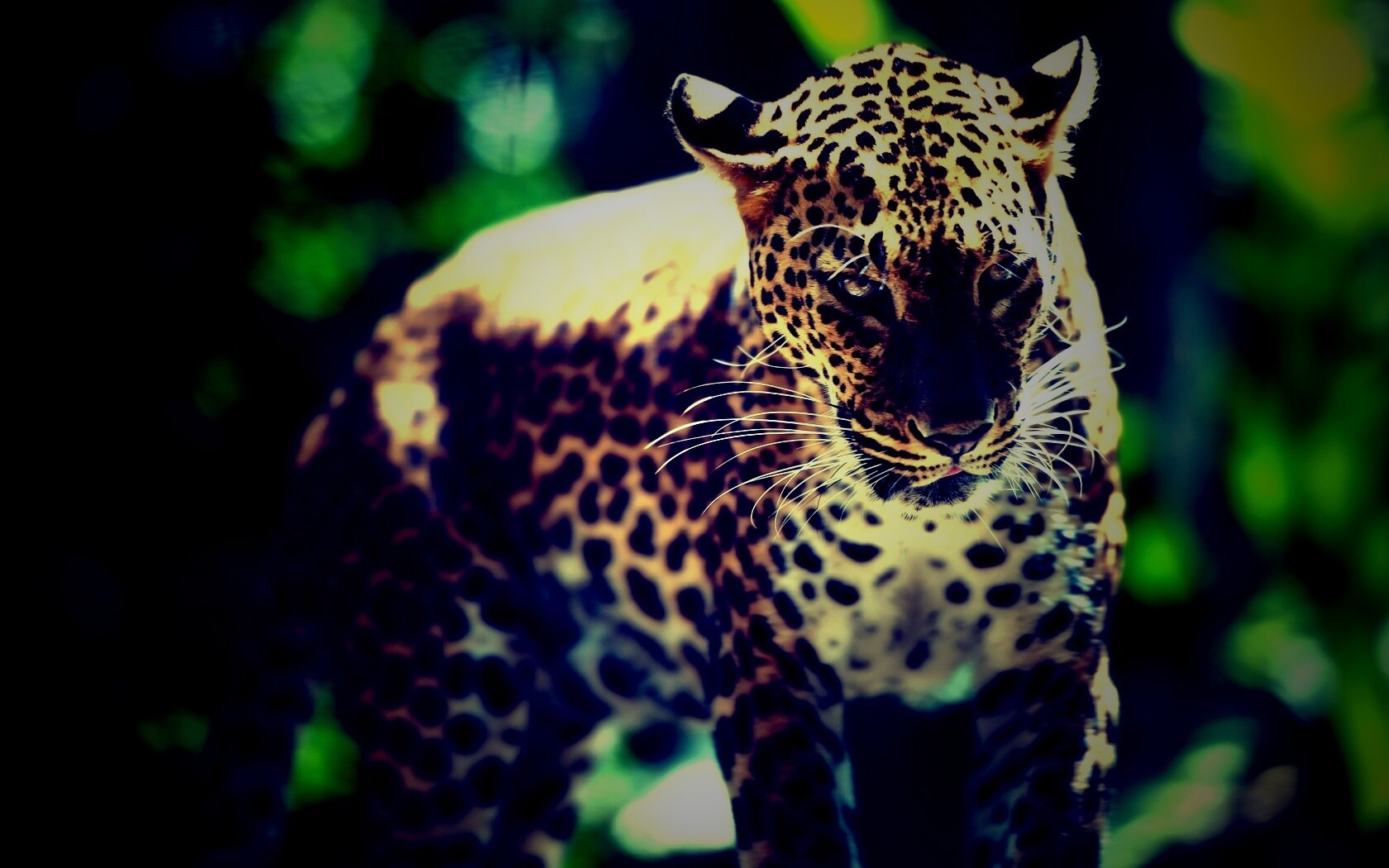 Леопард в сингапурском зоопарке обои