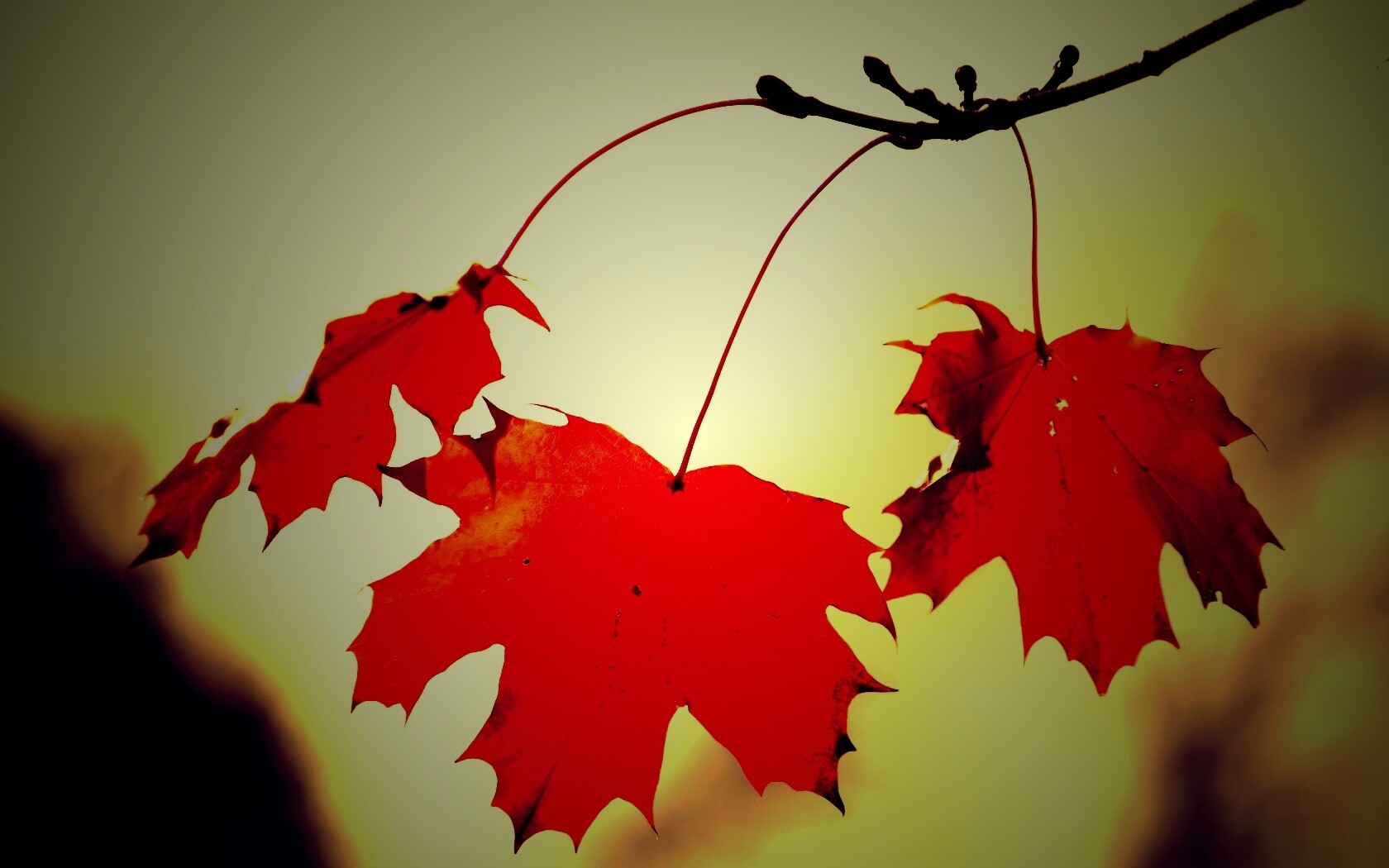 Покрасневшие листья клена обои