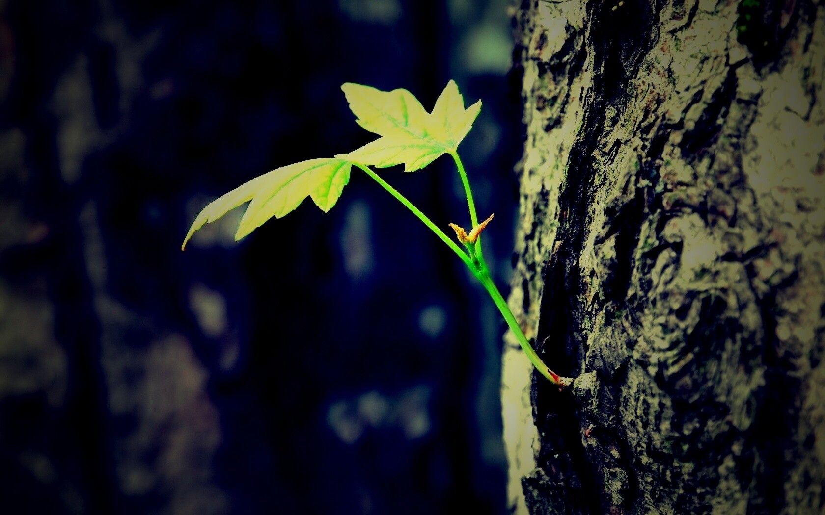 Молодой листик обои