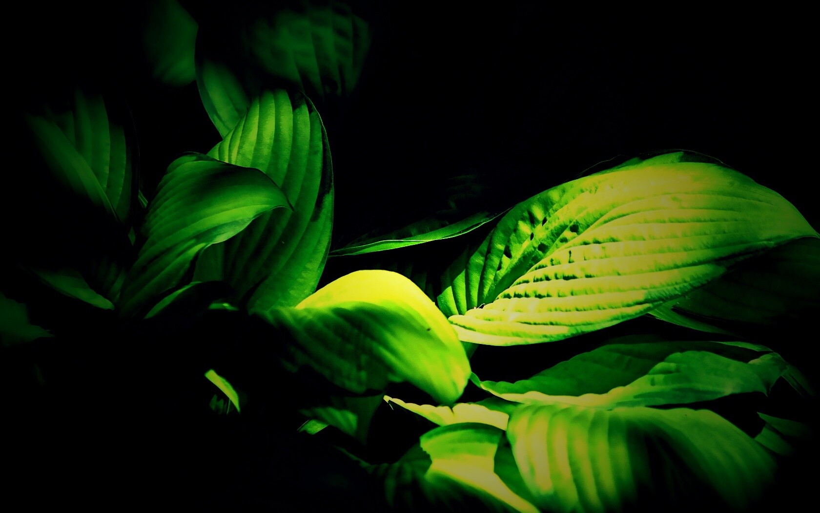 Хитросплетение зеленых листьев обои