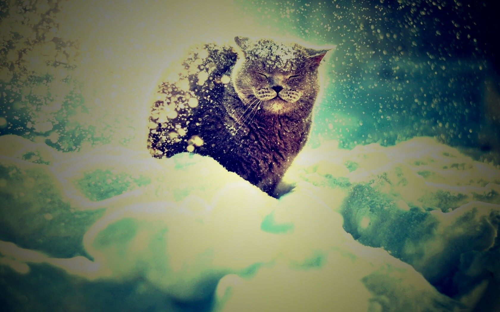 Британце в снегу обои