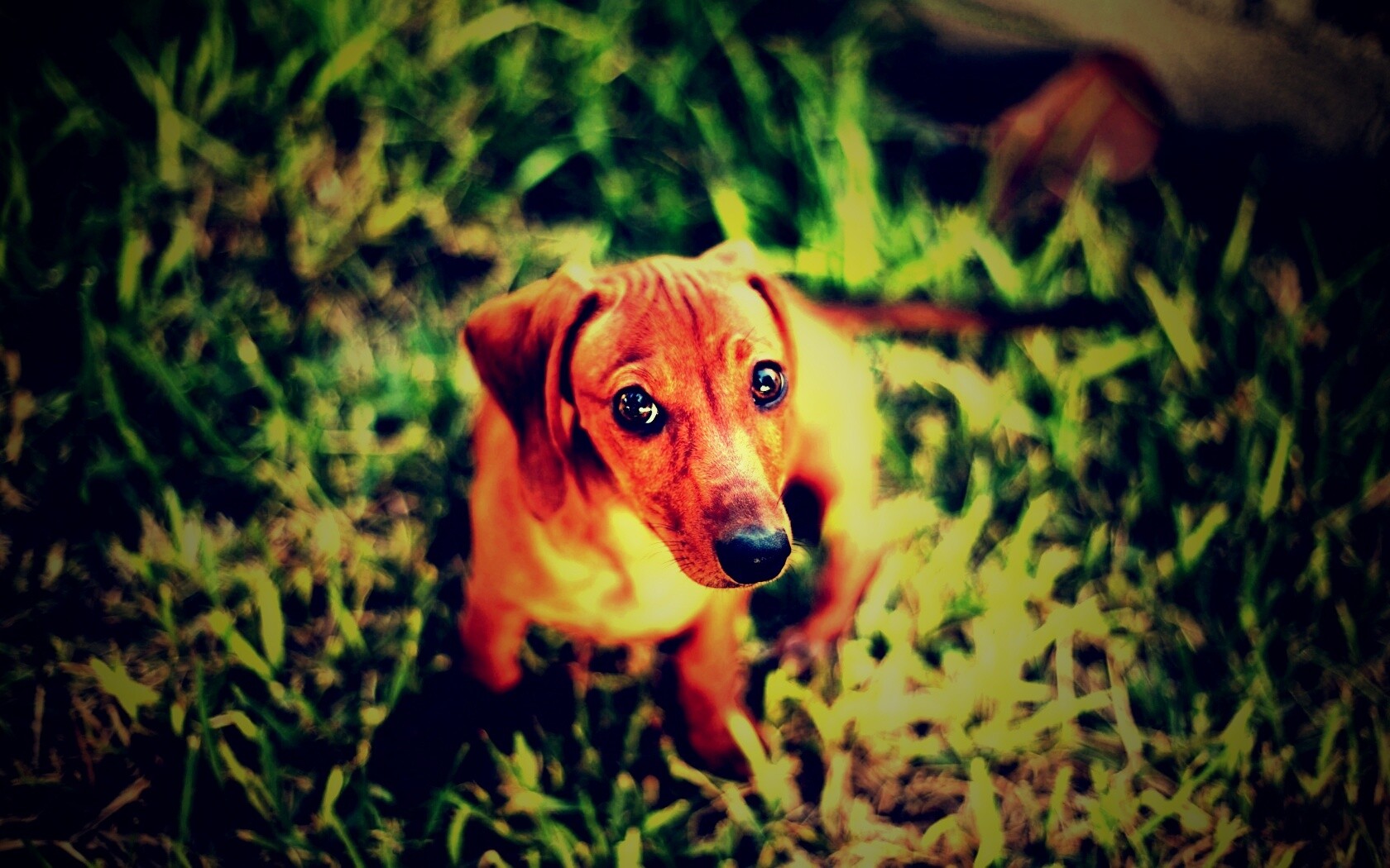 Маленькая милая такса обои