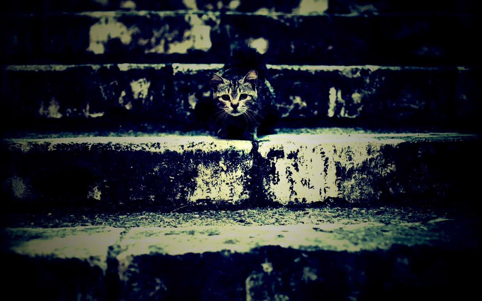 Растрепанная кошка на ступеньках лестницы обои