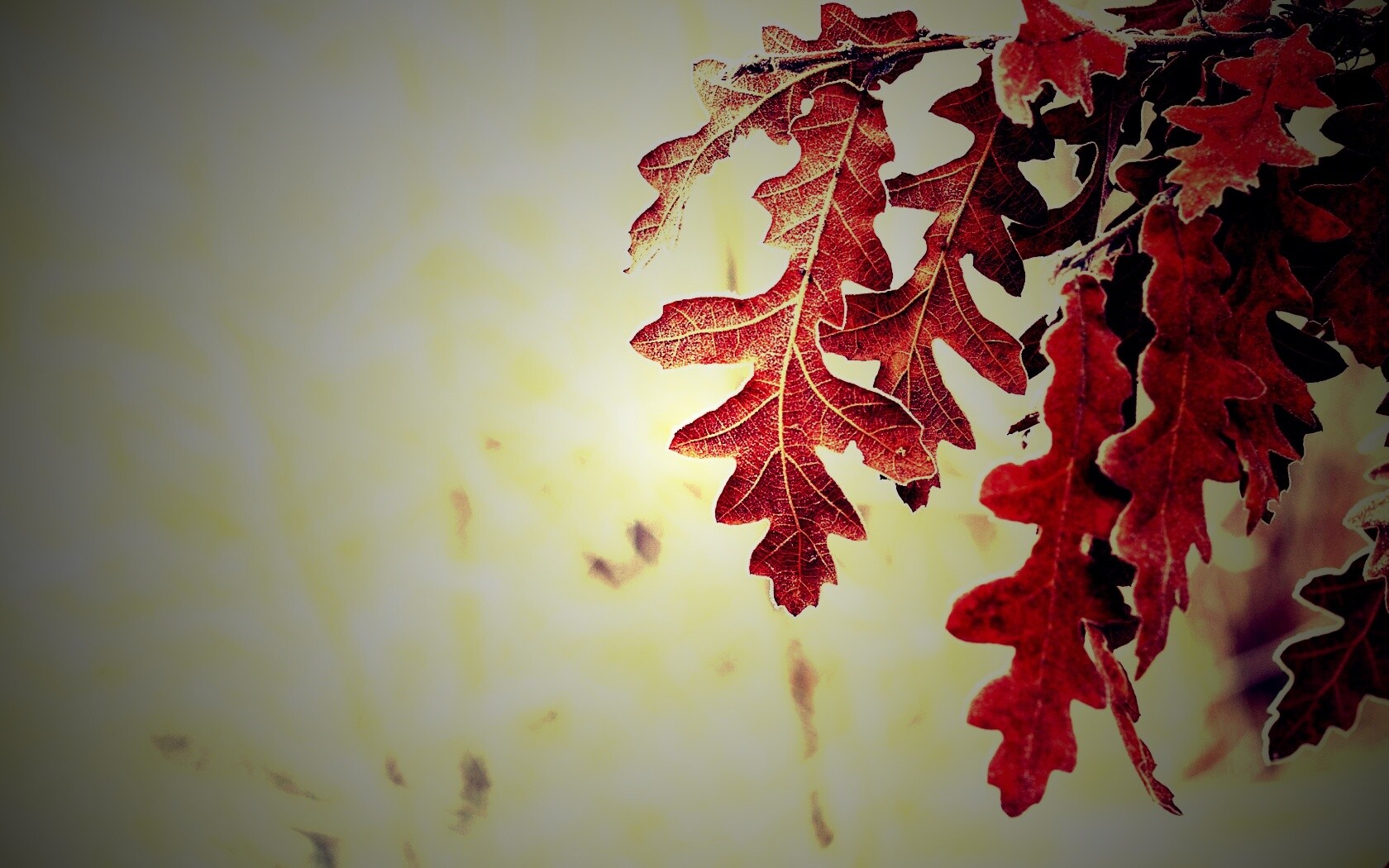 Дубовые листья обои