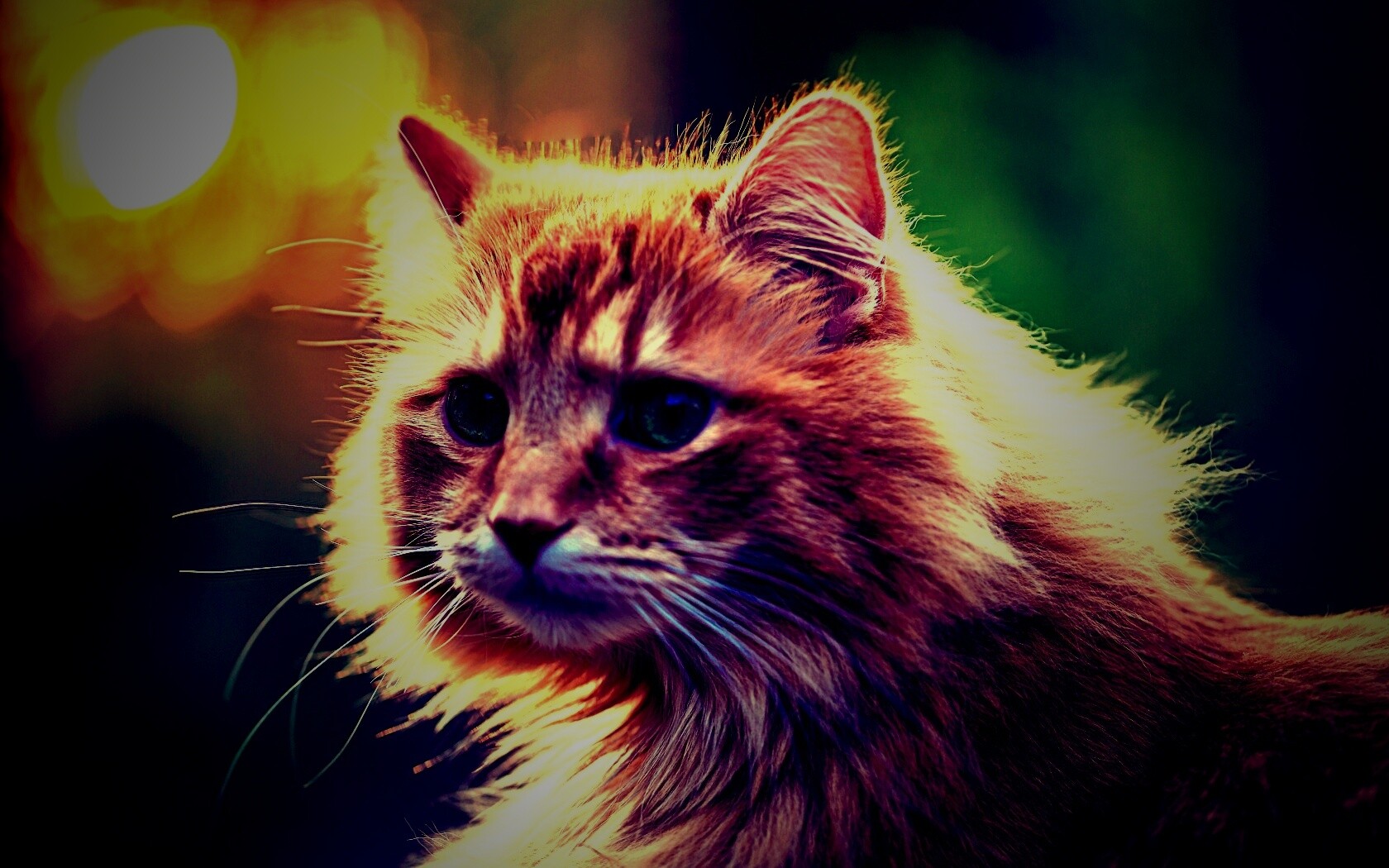 Рыжий кот в лучах солнца обои