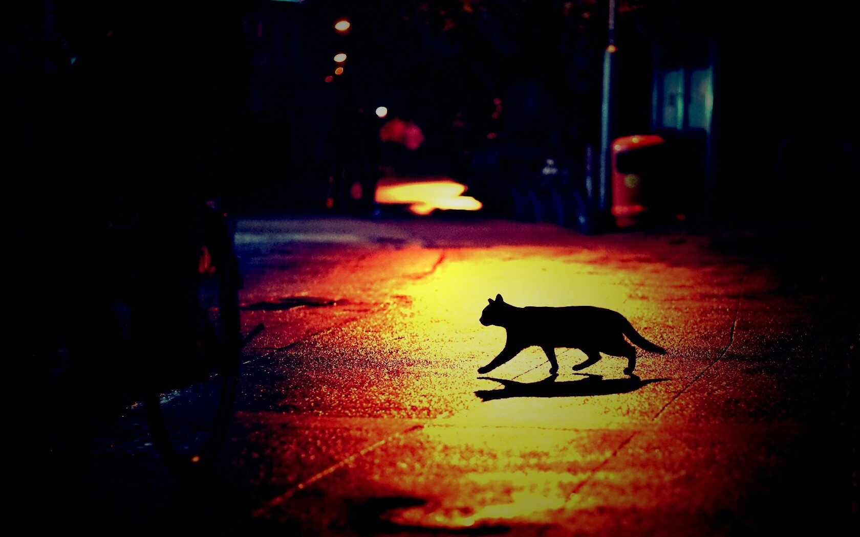Кошка на ночной улице обои