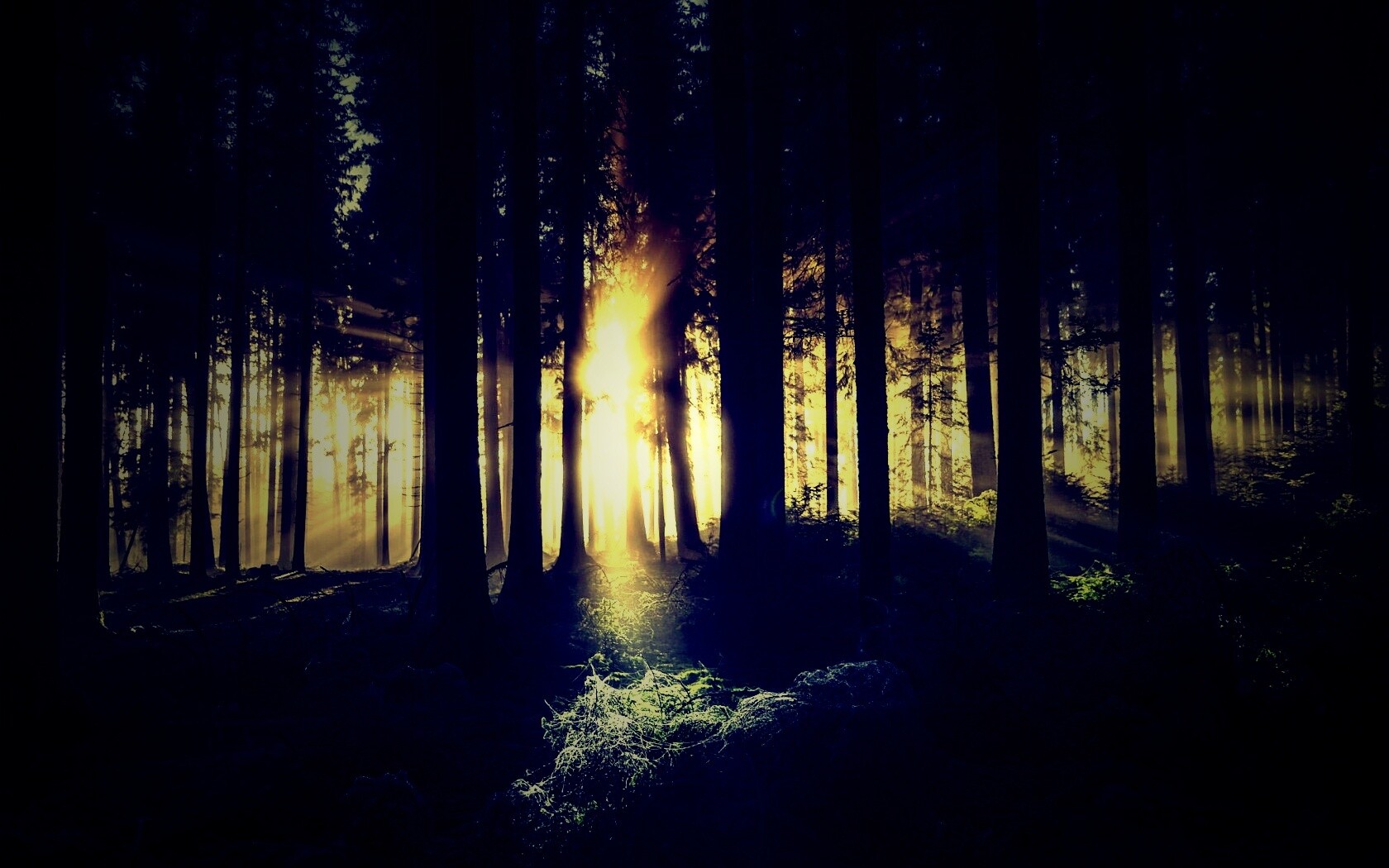 Свет пробивается сквозь стволы деревьев обои