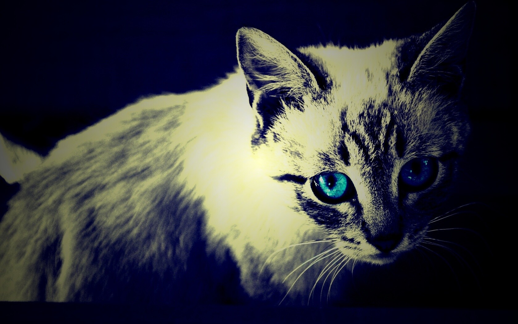 Котенок с синими глазами обои