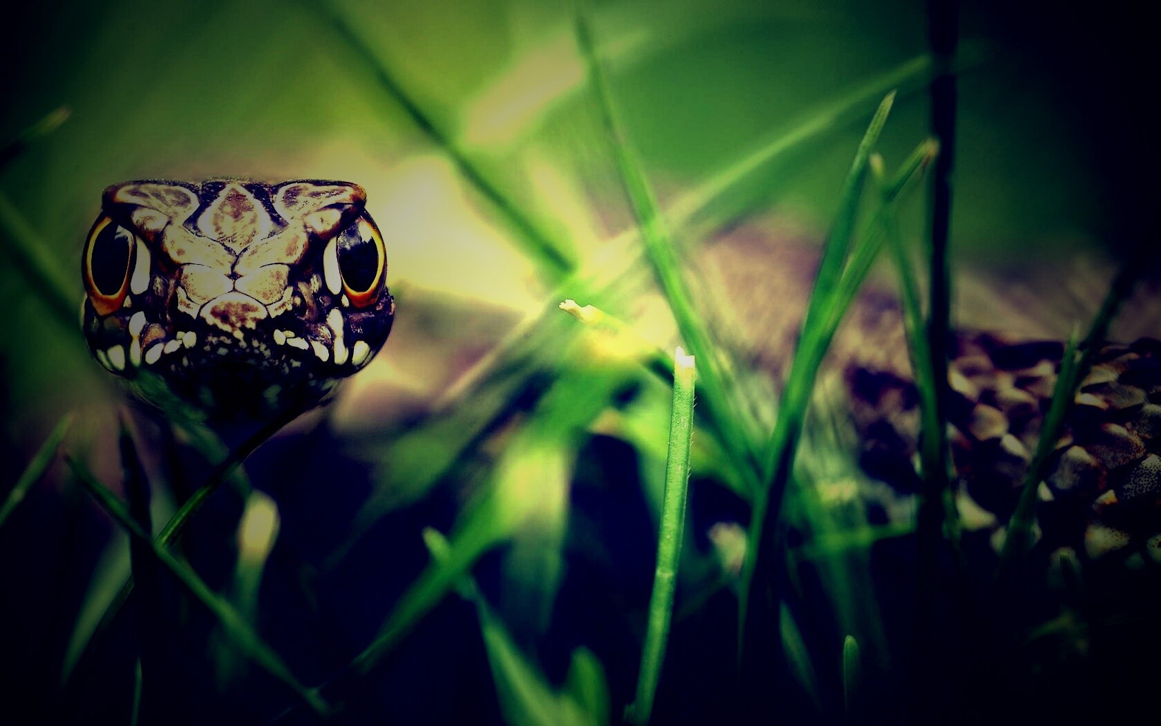 Змея в траве обои