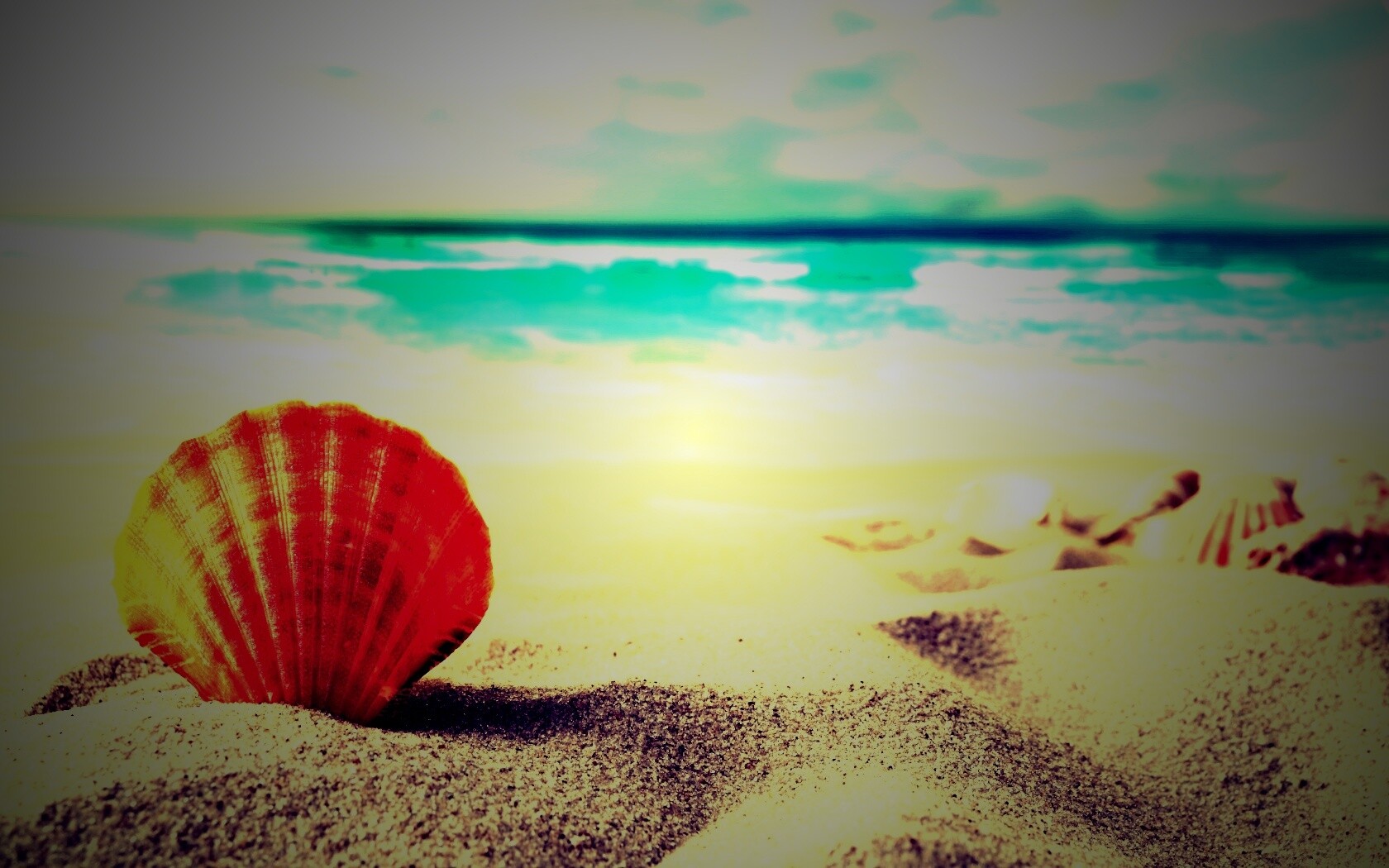 Раковина на летнем бережке обои