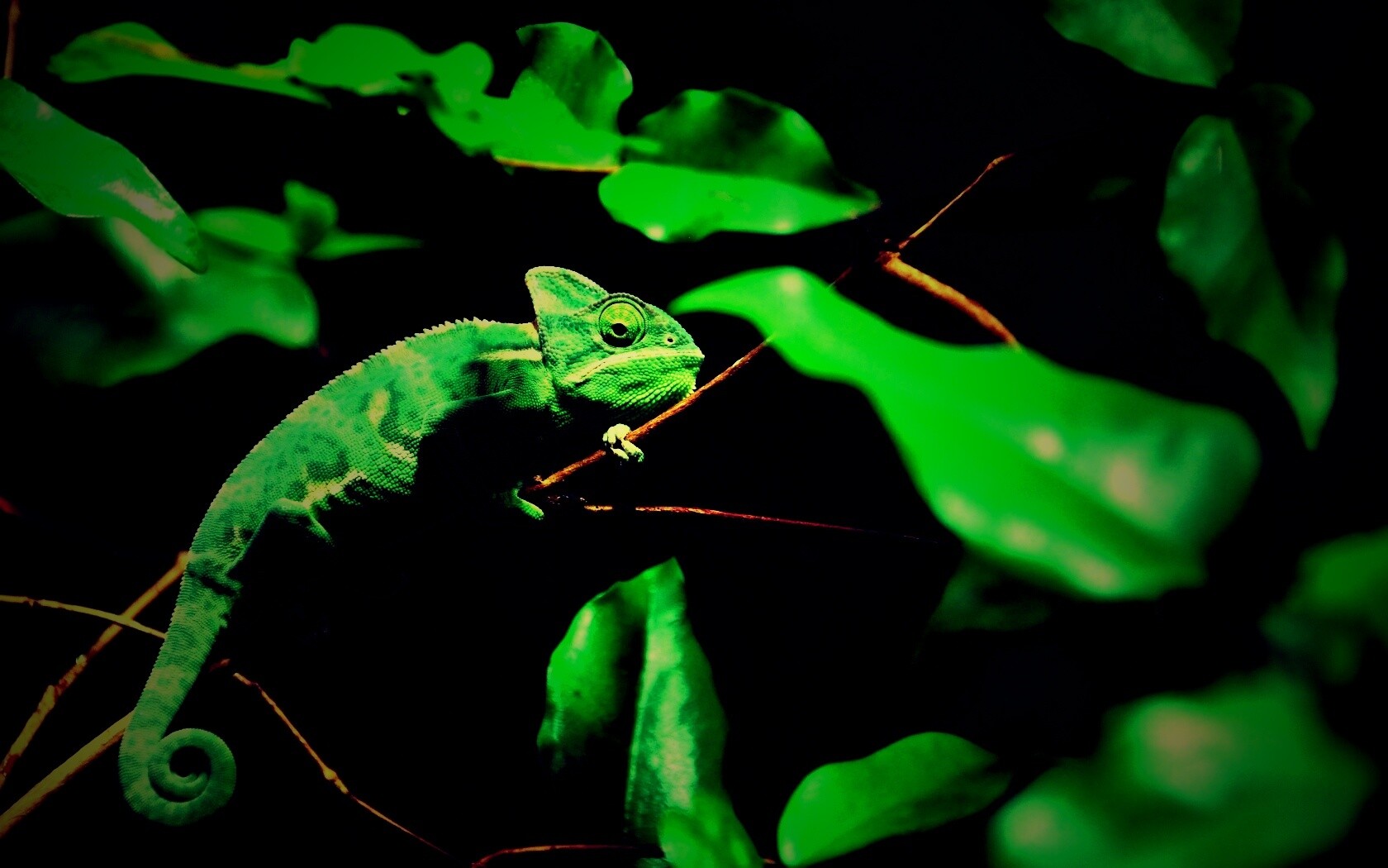 Хамелеон в листве обои