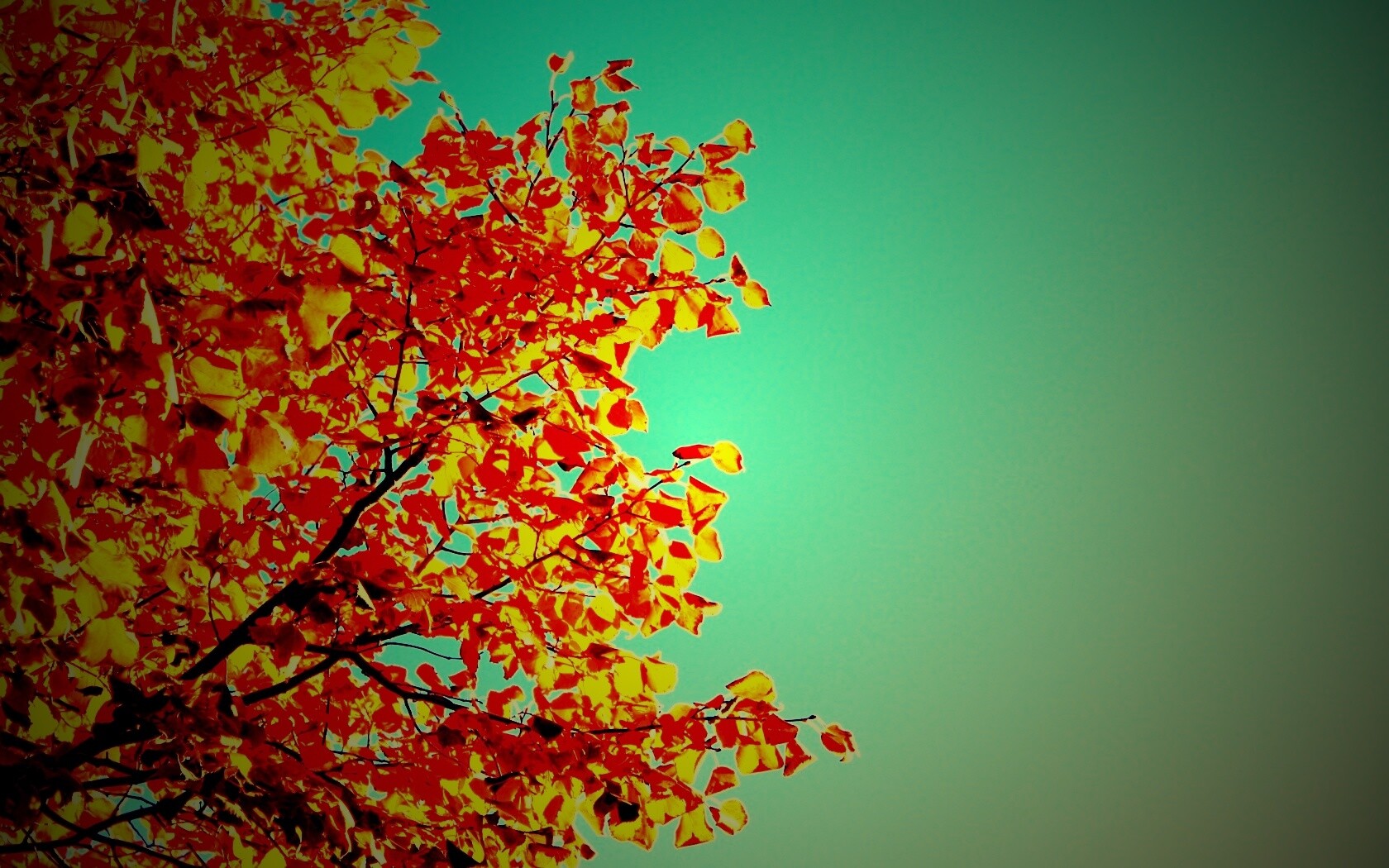 Ветви с пожелтевшими листьями на фоне неба обои