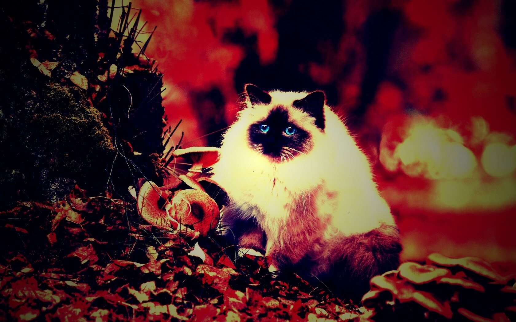 Пушистый кот среди пожелтевшей листвы обои