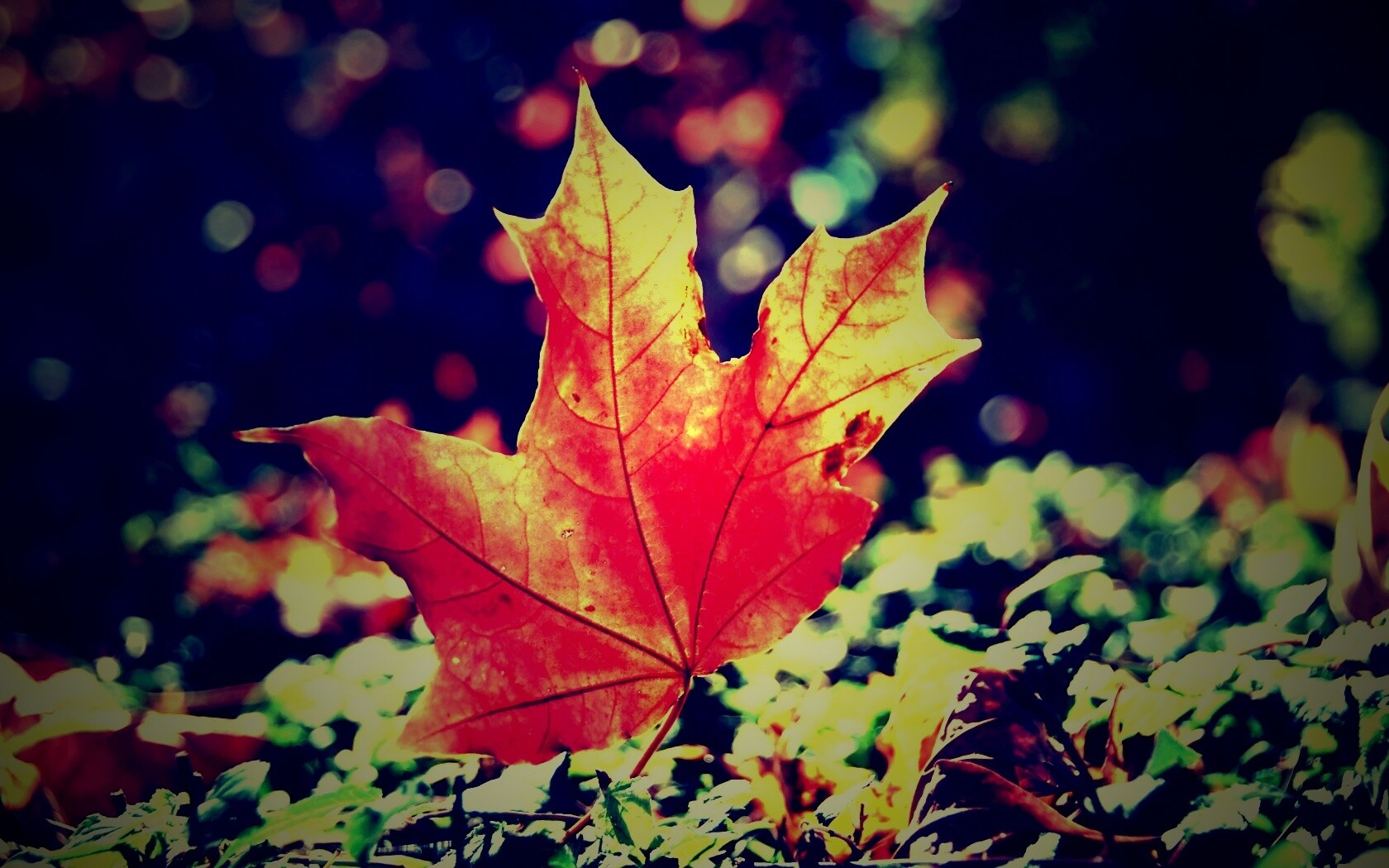 Желтый кленовый лист обои