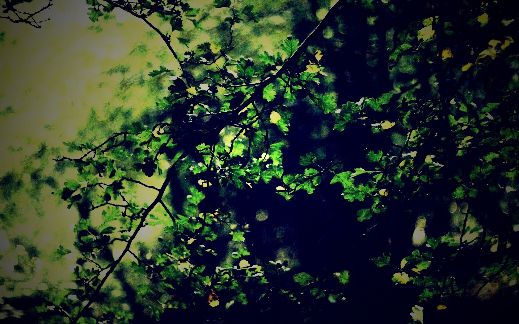 Дубовая зеленая листва обои