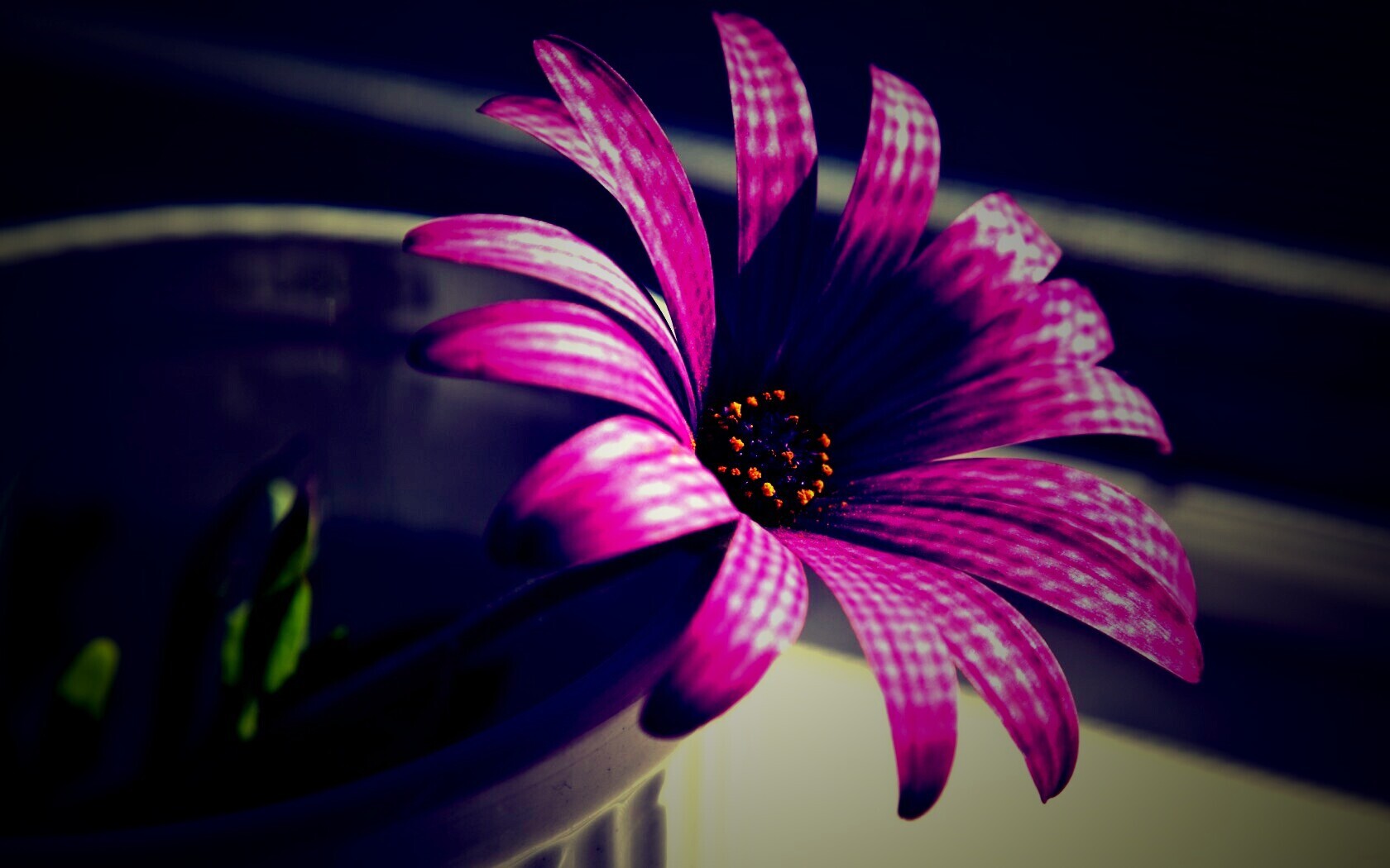 Сиреневый цветок в стакане обои