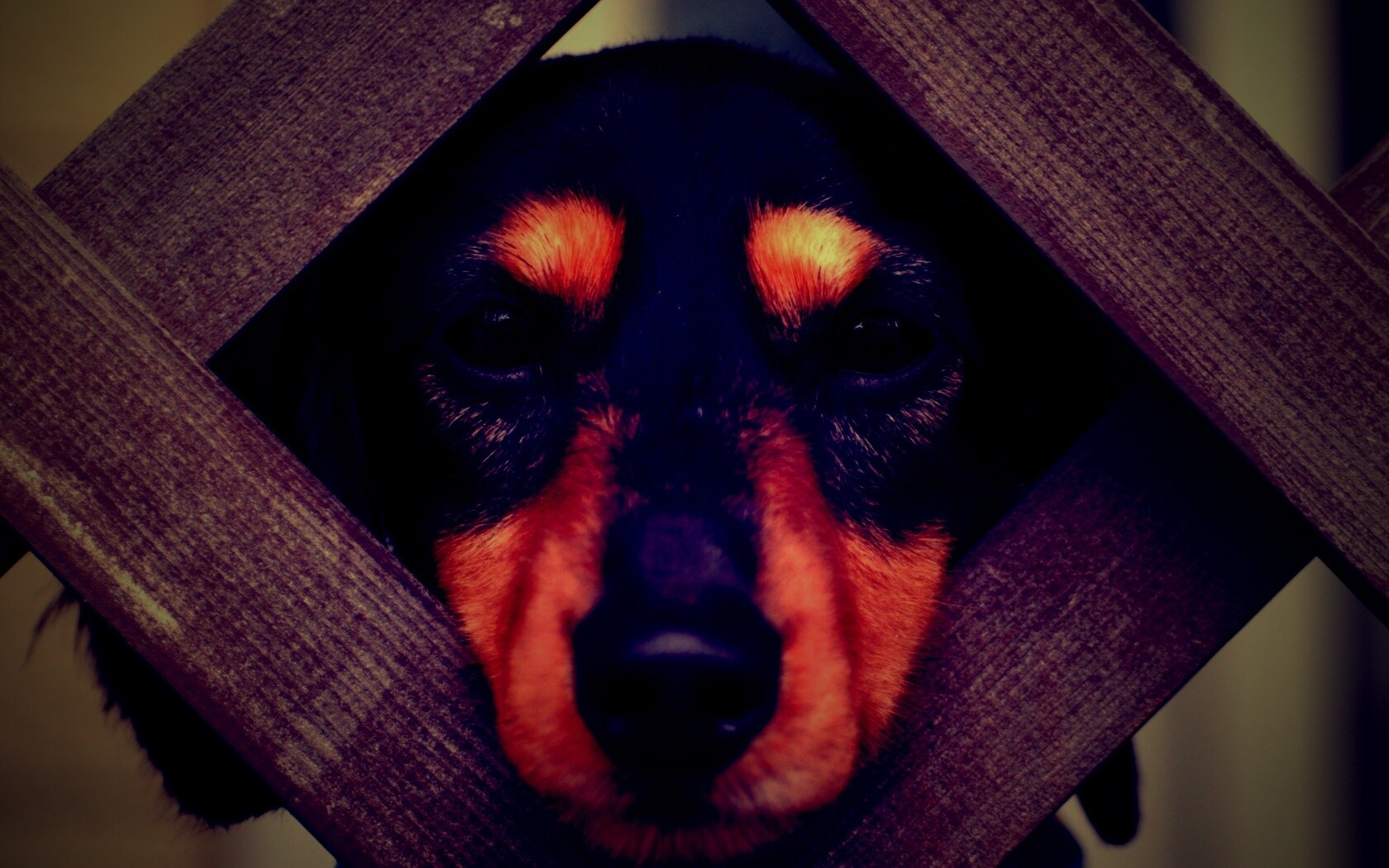 Мордочка в заборе обои