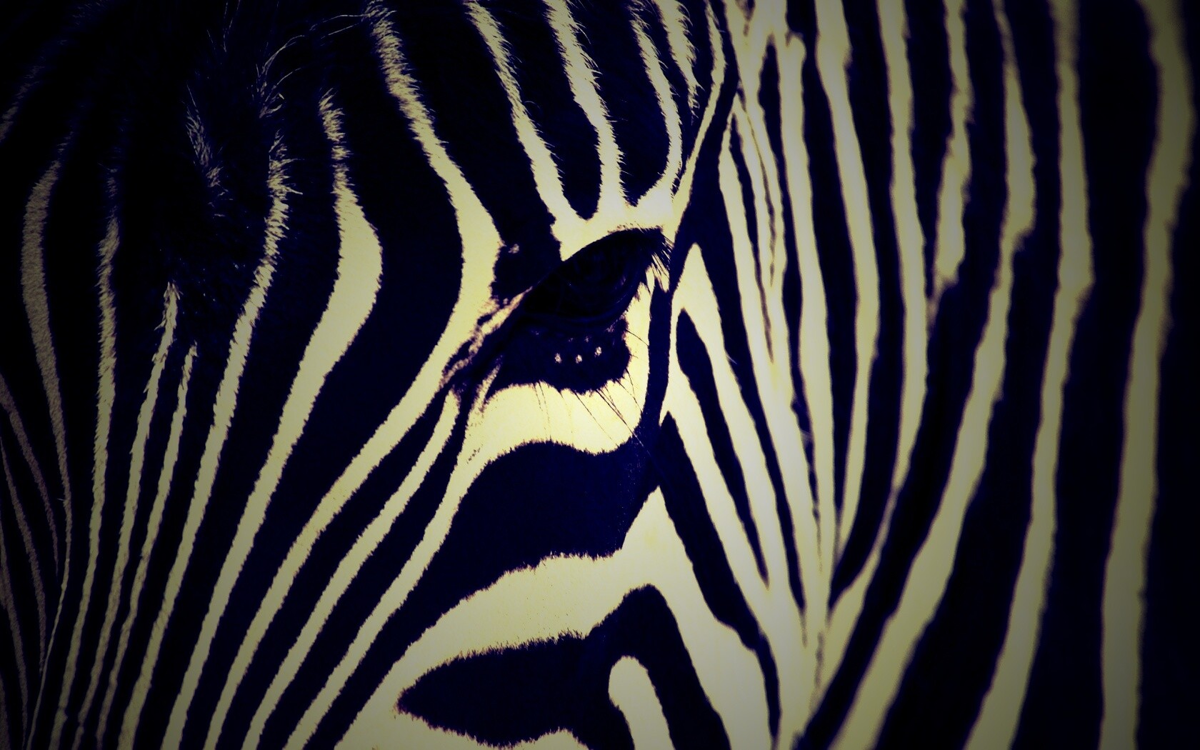 Зебра обои
