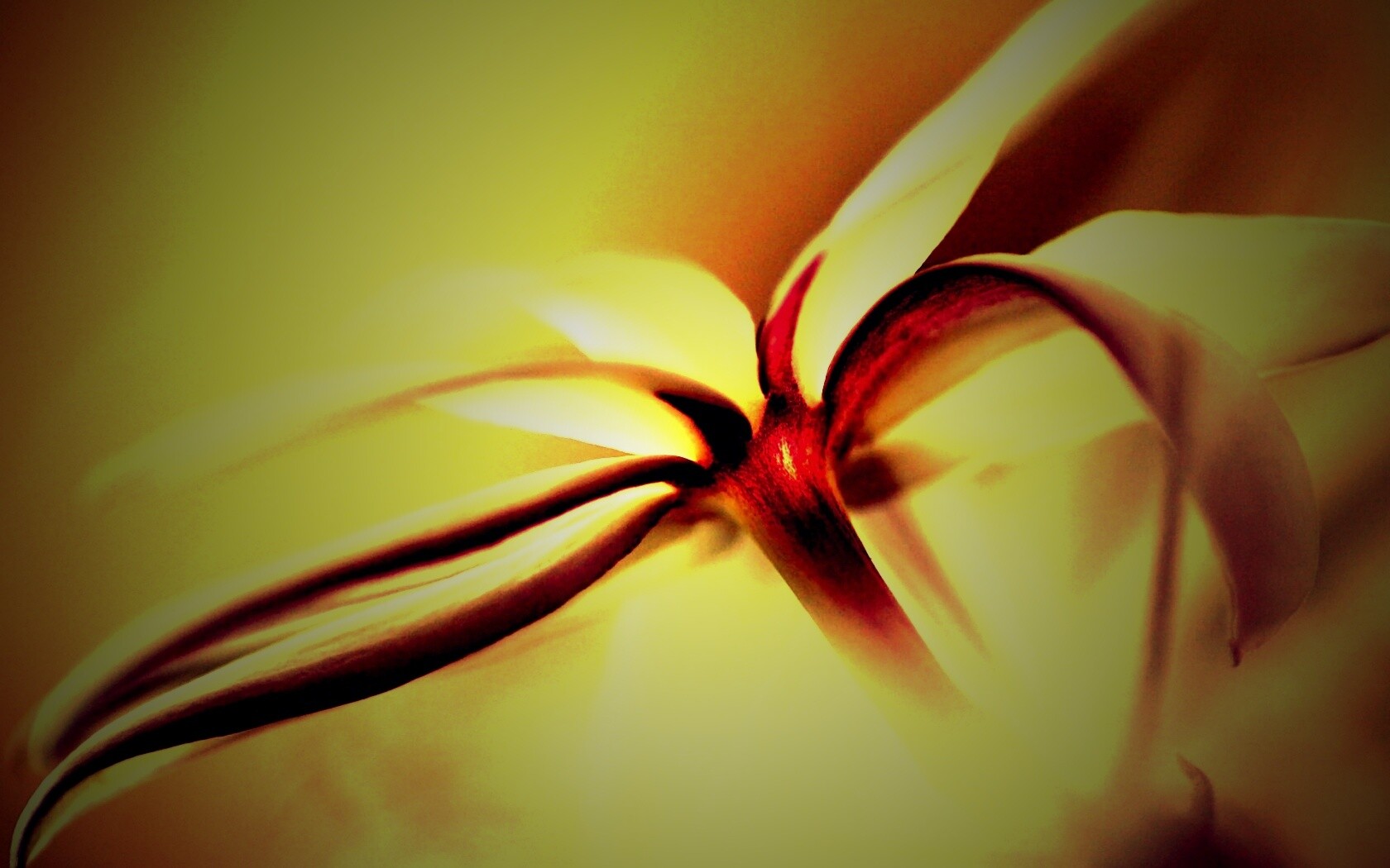 Цветок обои