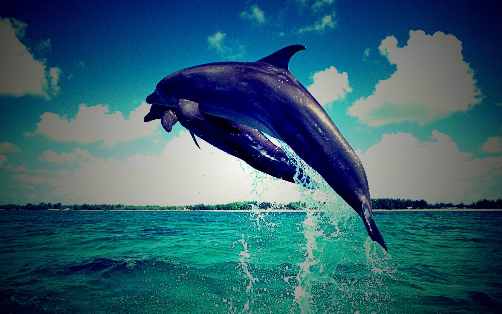 Дельфины обои