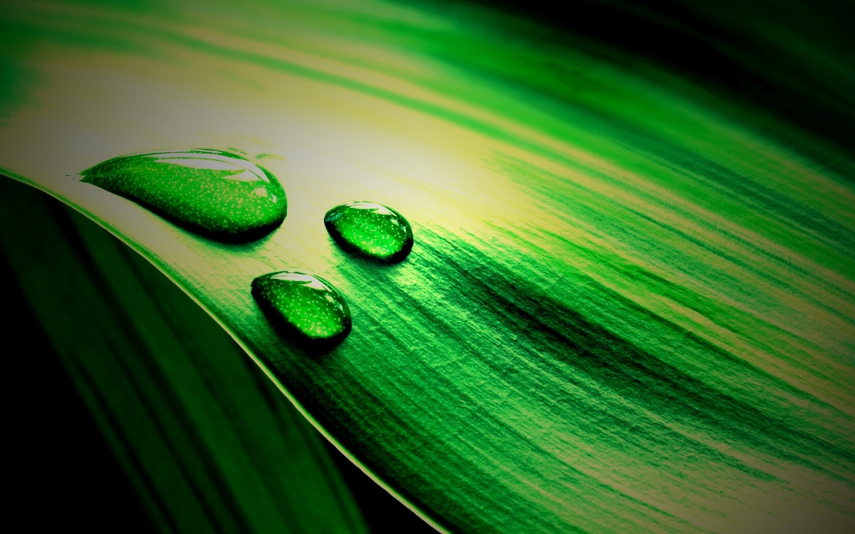 Капли на зеленом листе обои