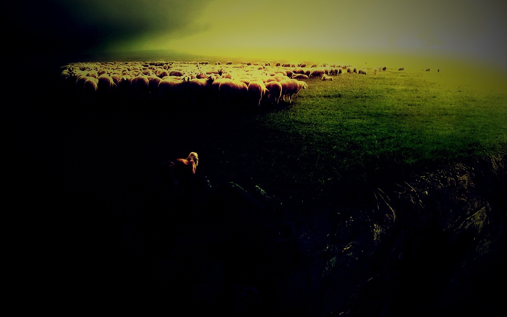 Волк и овцы обои