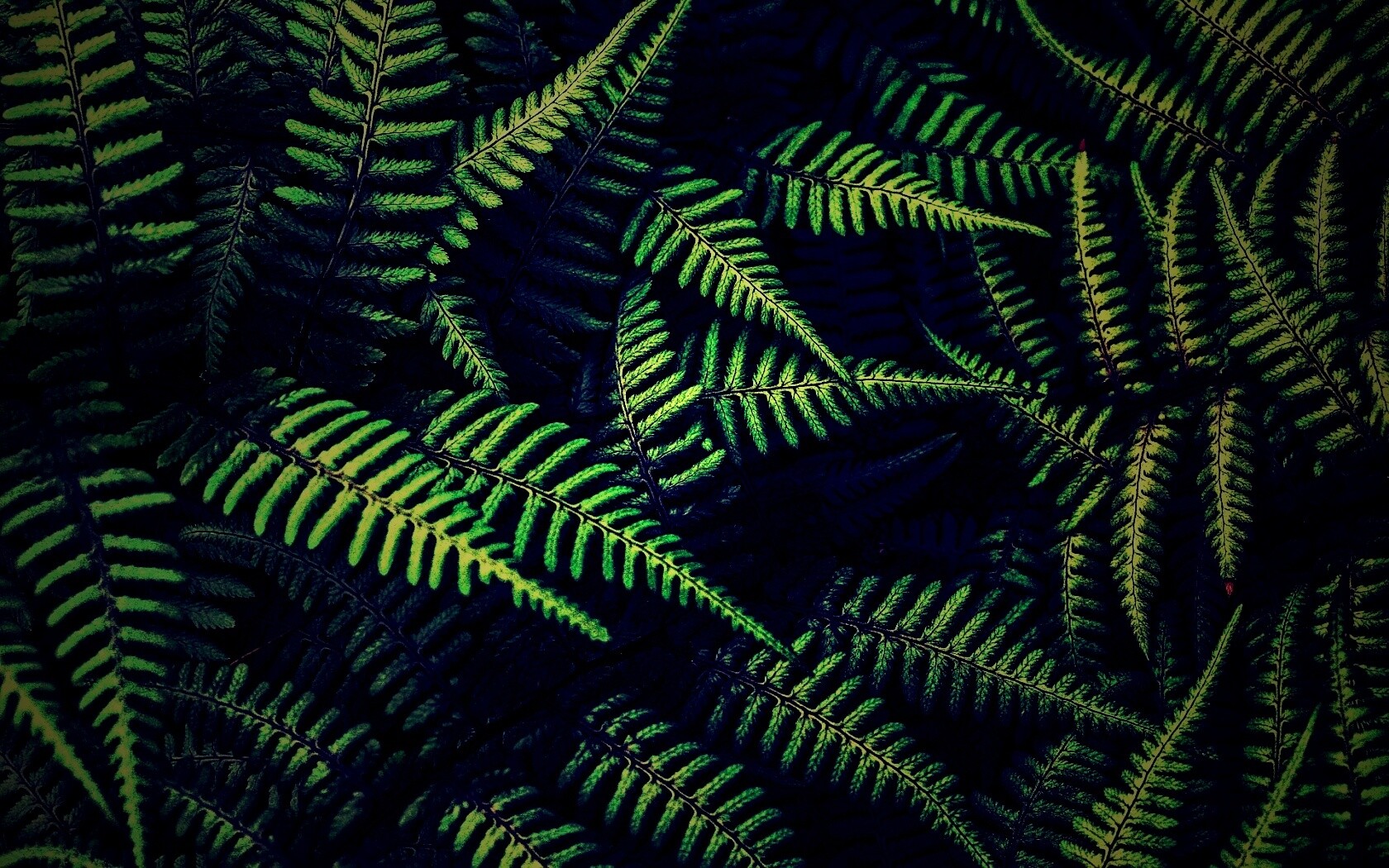 Папоротник обои