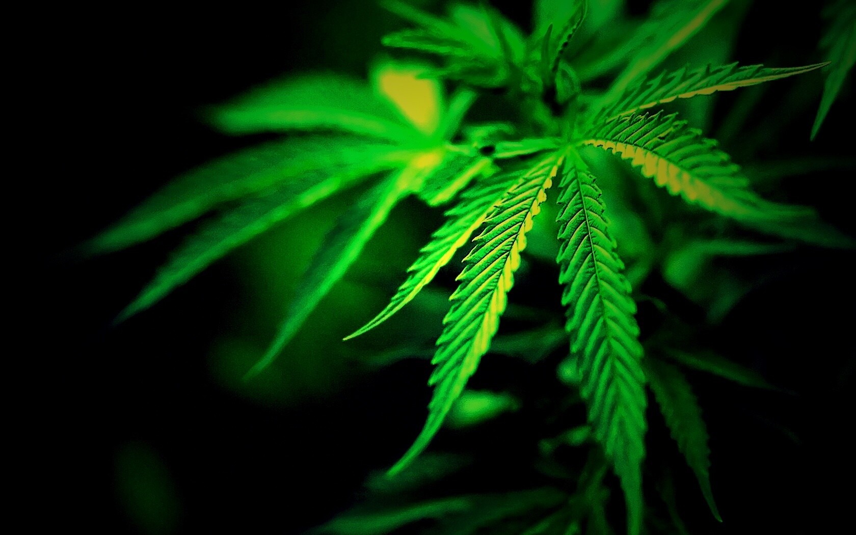 Марихуана обои