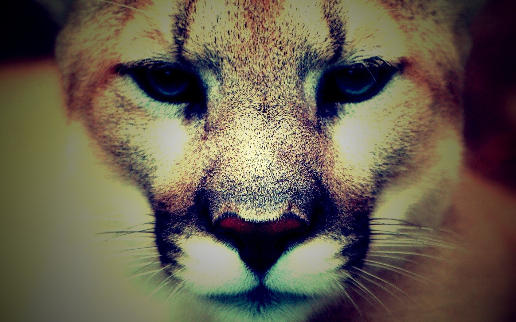 Взгляд большой кошки обои