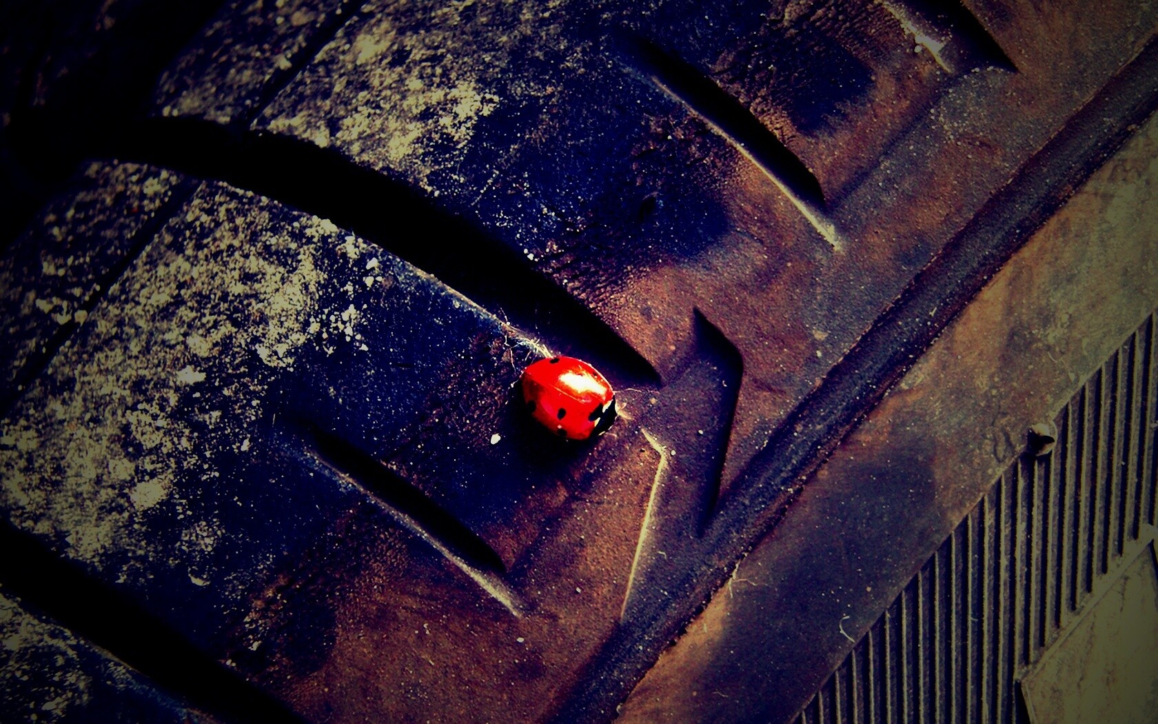 Божья коровка на автомобильной покрышке обои