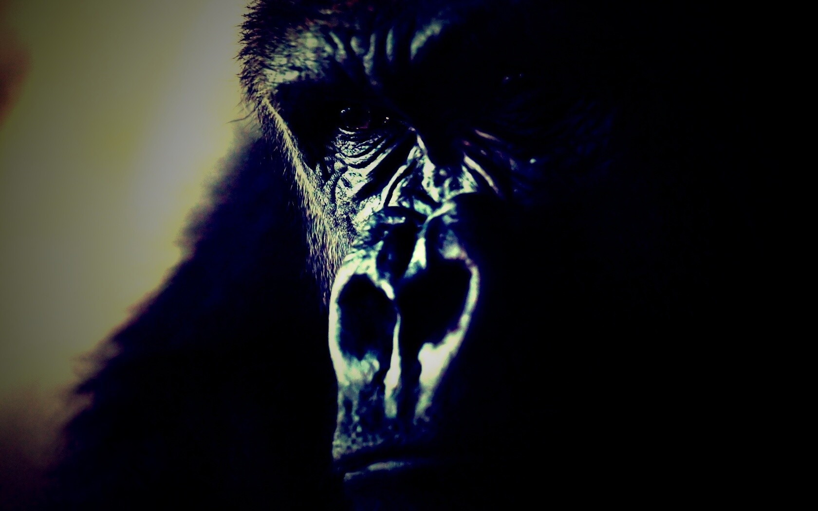 Фото орангутанга обои