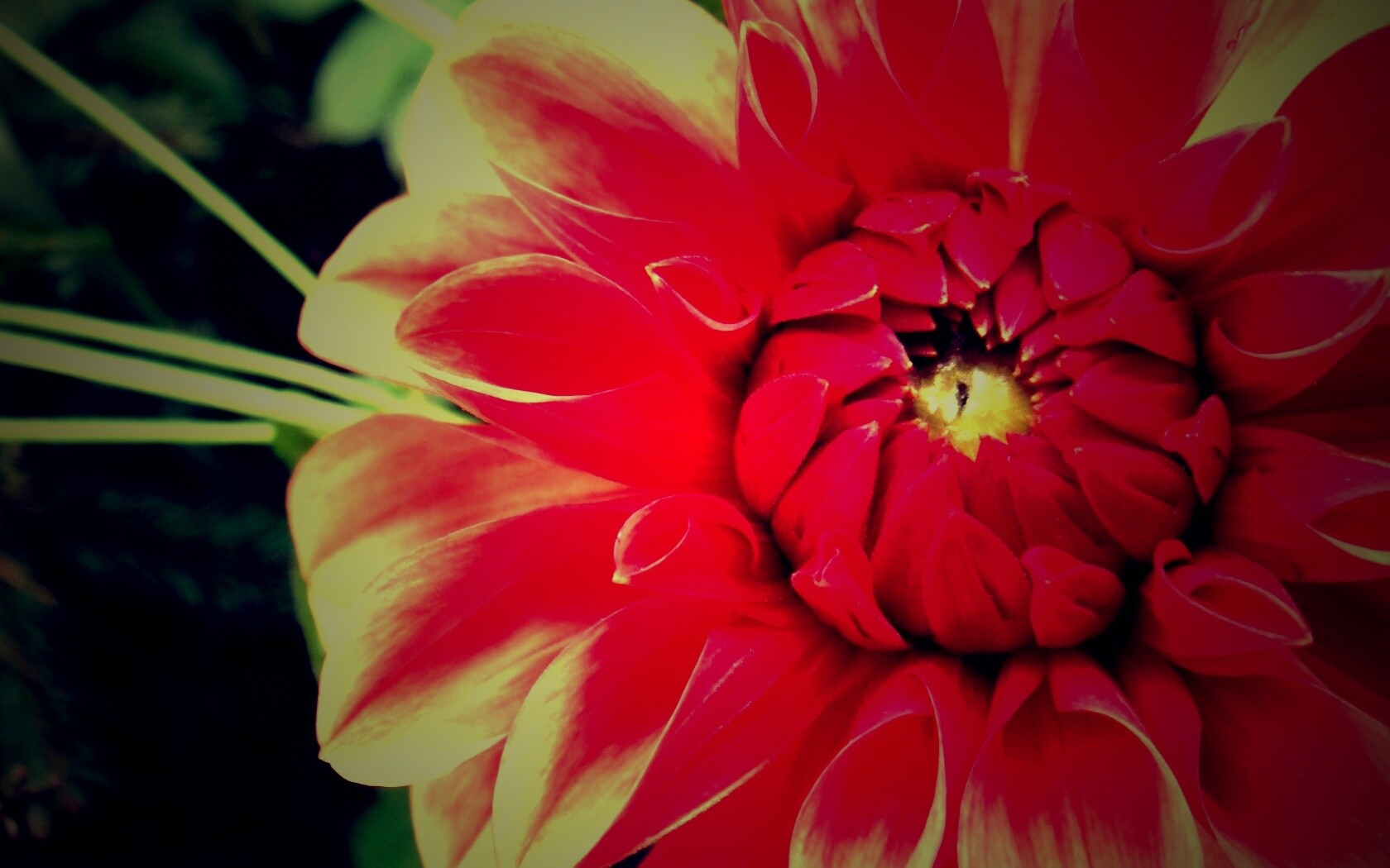 Аленький цветочек обои