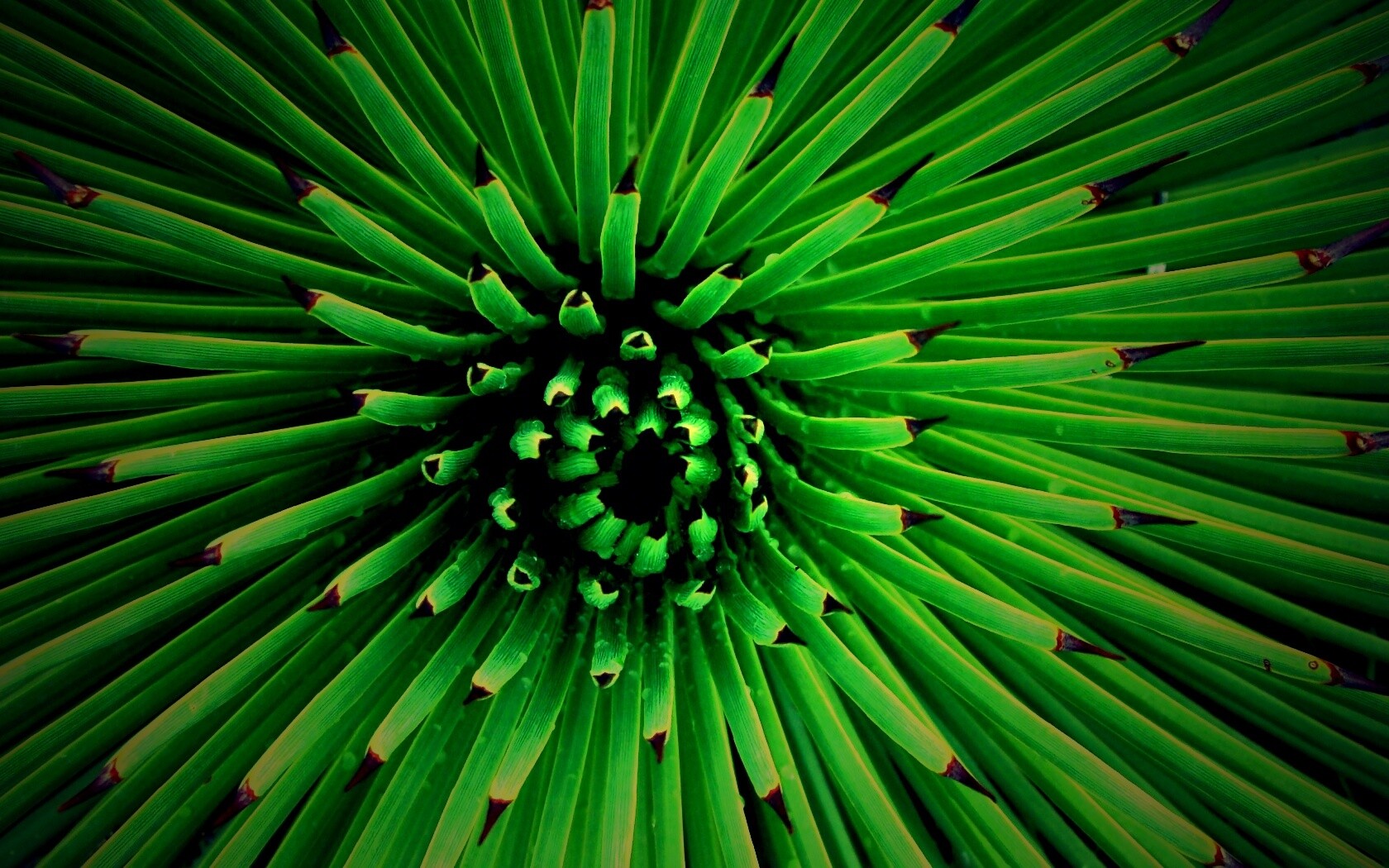 Хищный цветок обои