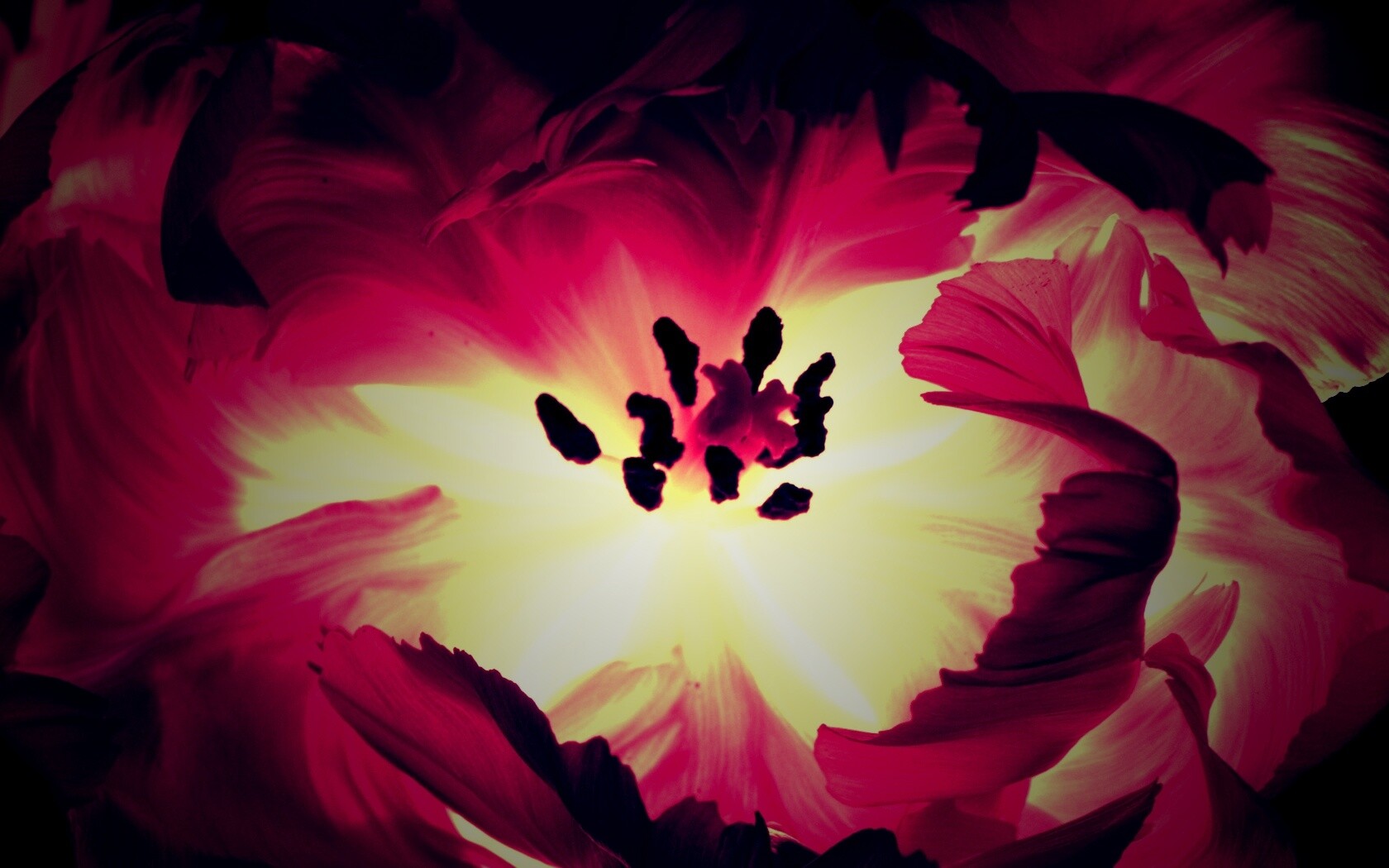 Пылающий цветок обои