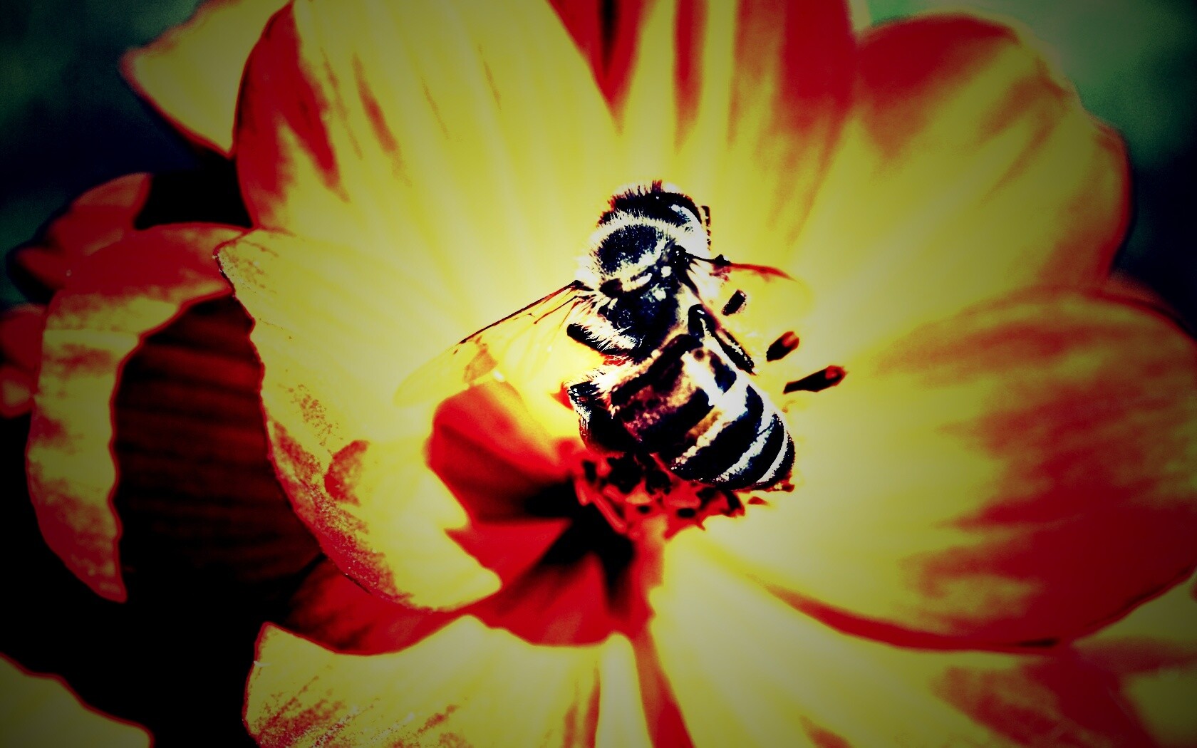 Пчела на цветке обои