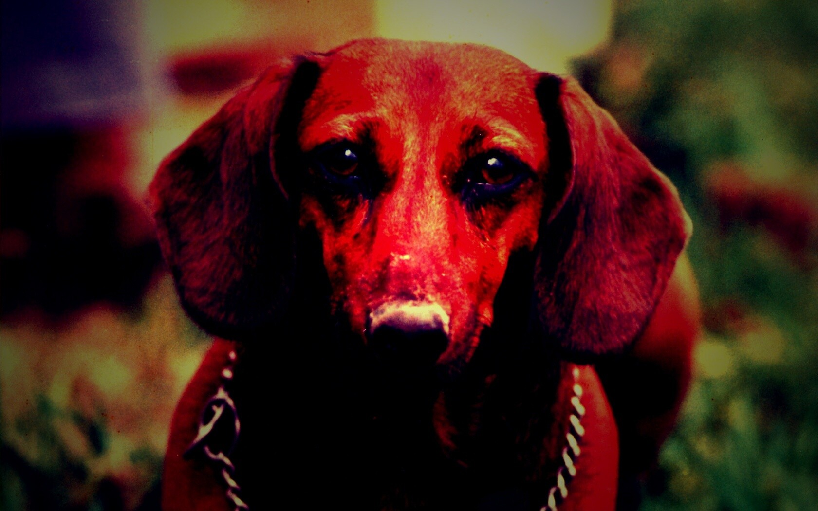 Рыжая такса обои