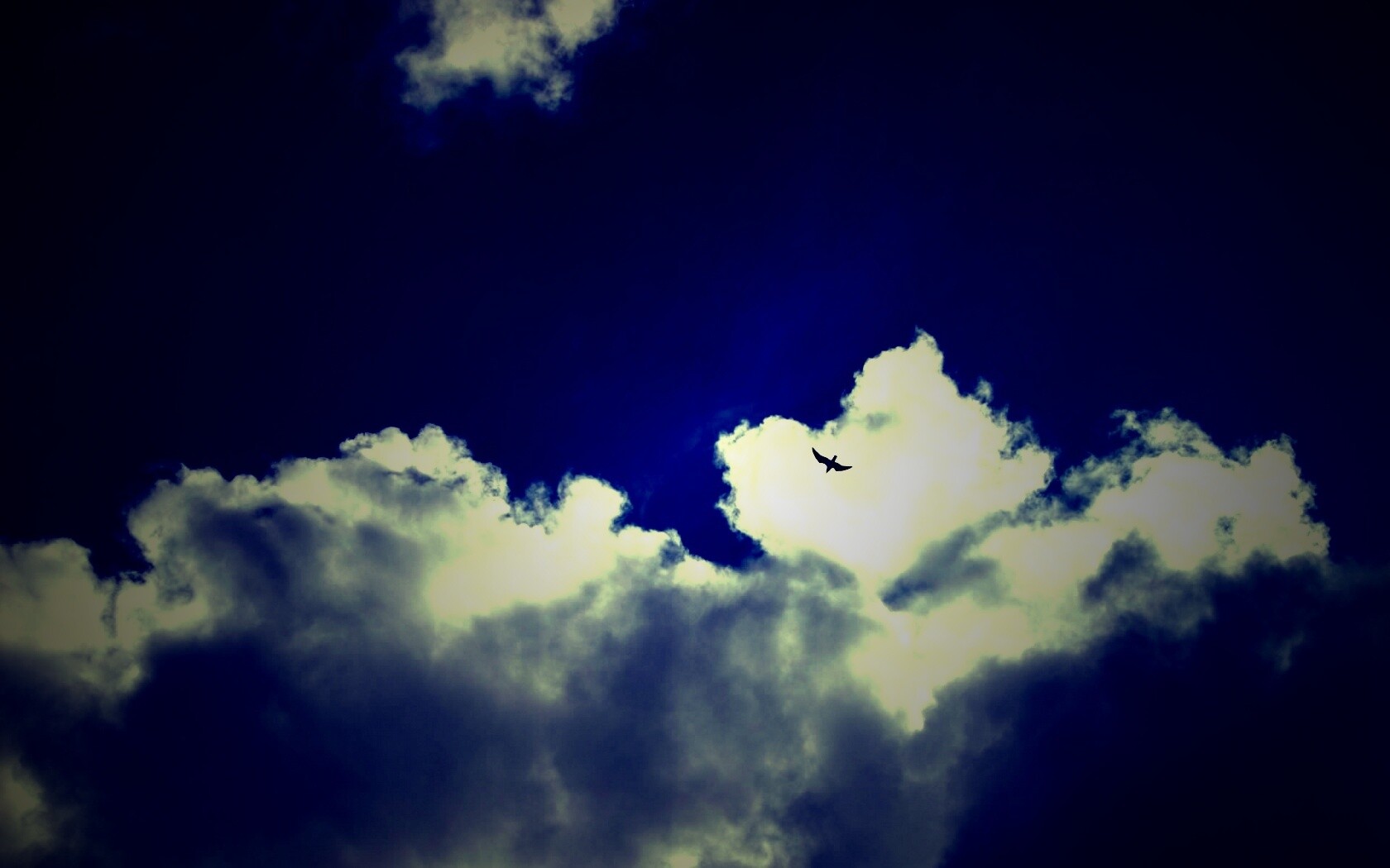 Птица в небе обои