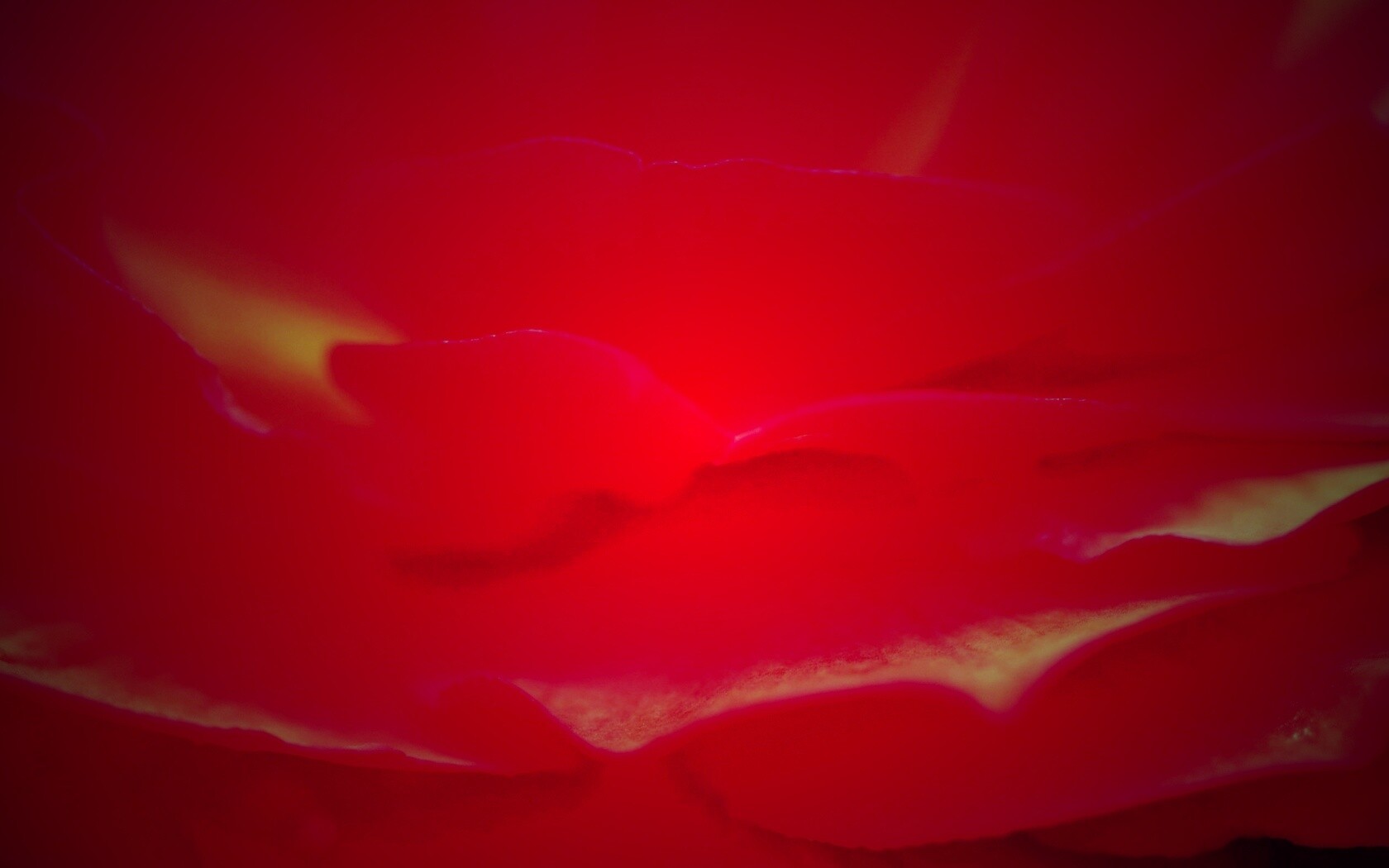 Лепестки красного цветка обои