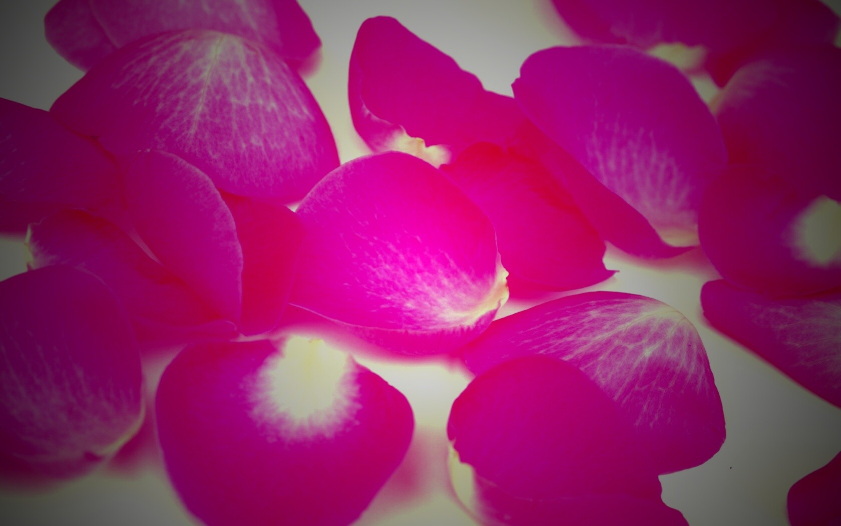 Лепестки розы обои