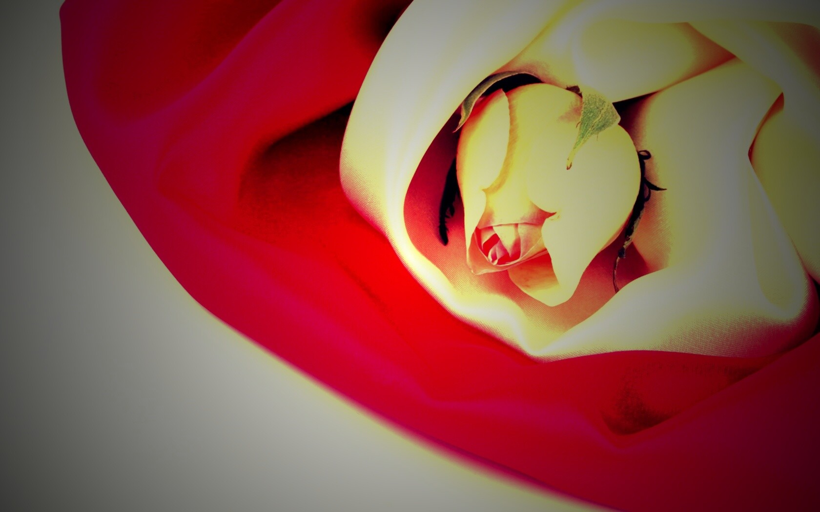 Нераспустившийся цветок розы в шелке обои