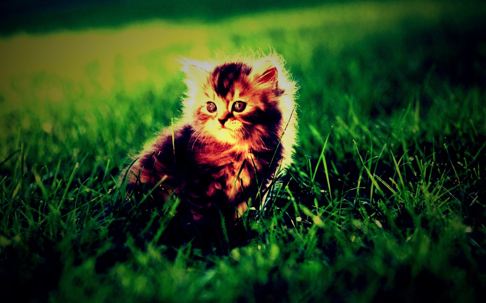 Пушистый котенок в траве обои