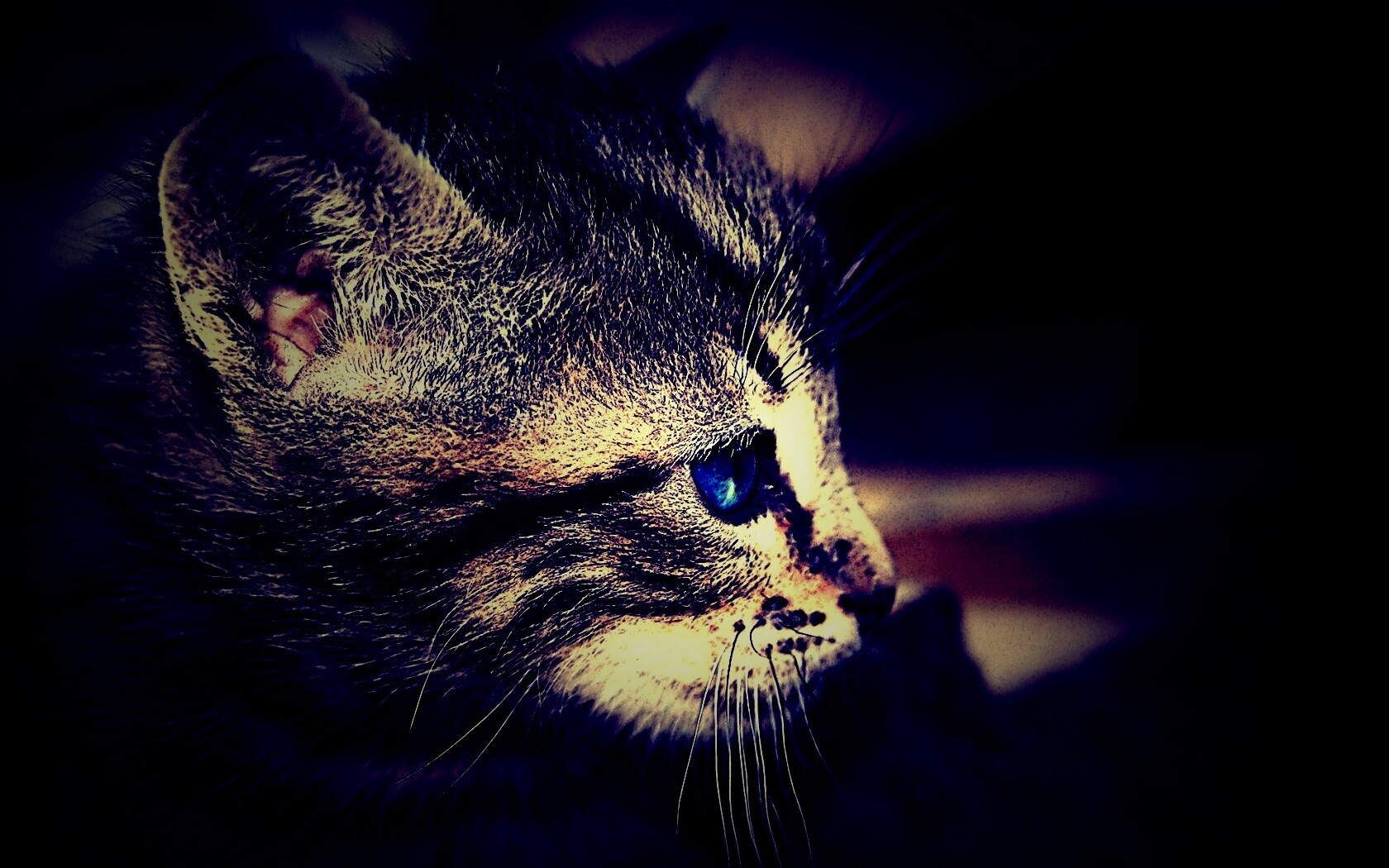 Котенок с голубыми глазами обои