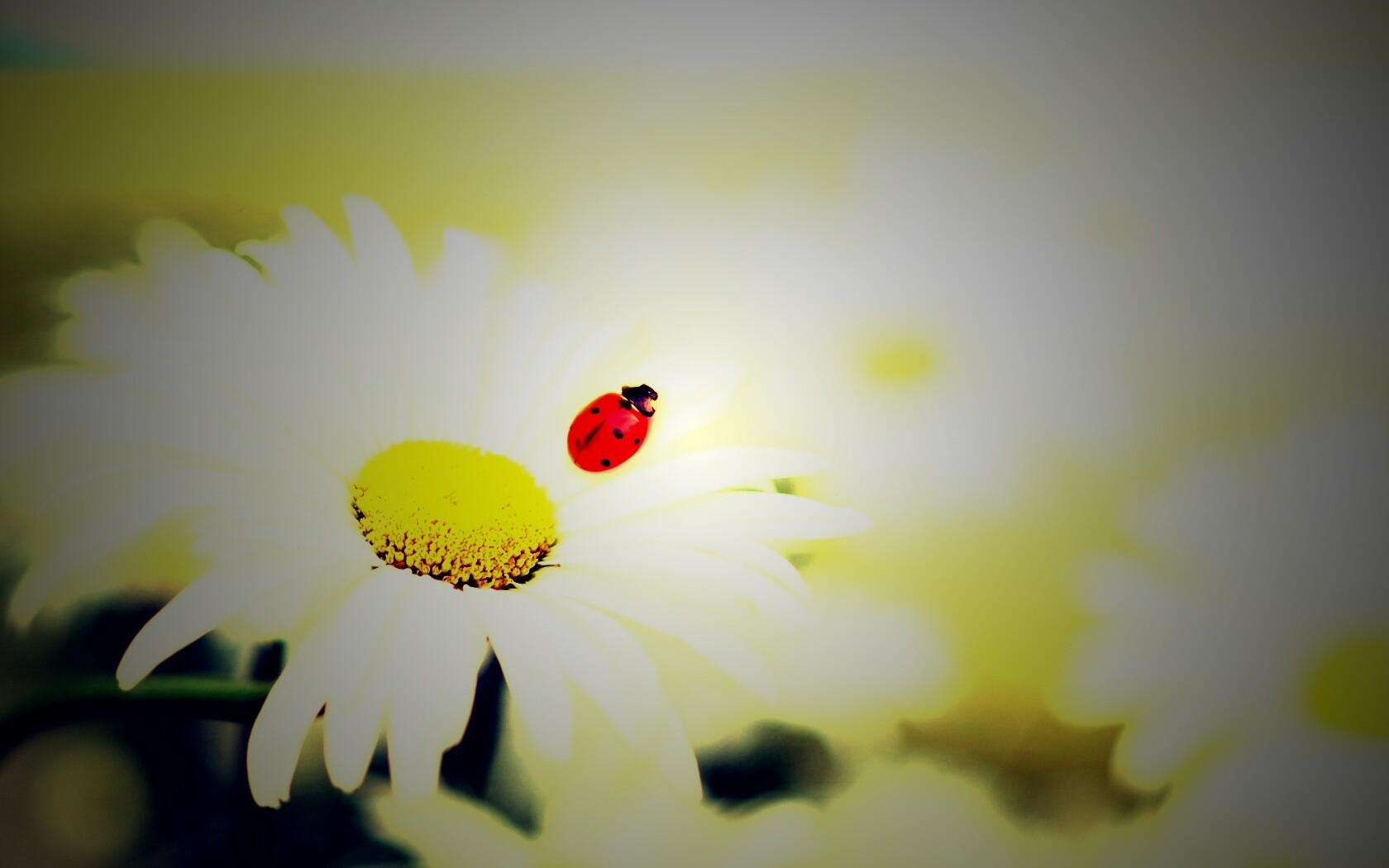 Божья коровка обои