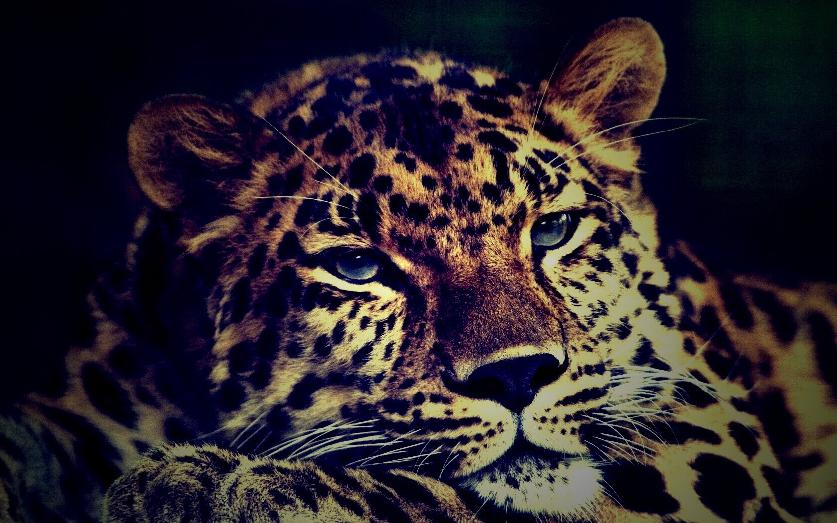 Злопасный ягуляр обои