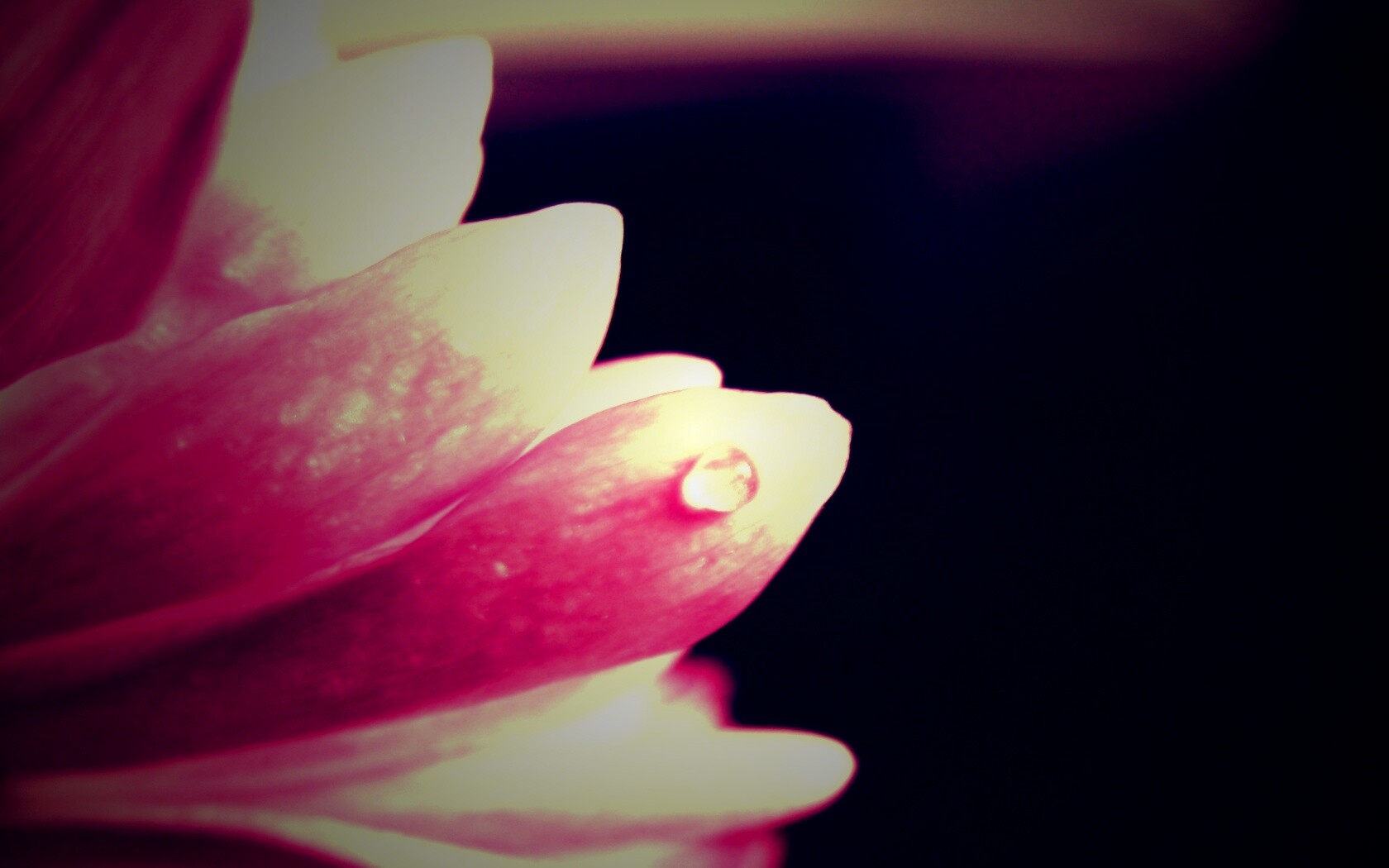 Капля на лепестке обои