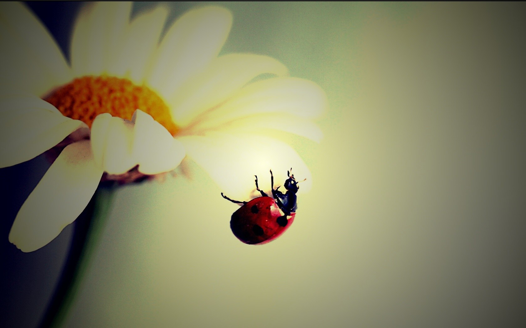 В гости к ромашке обои