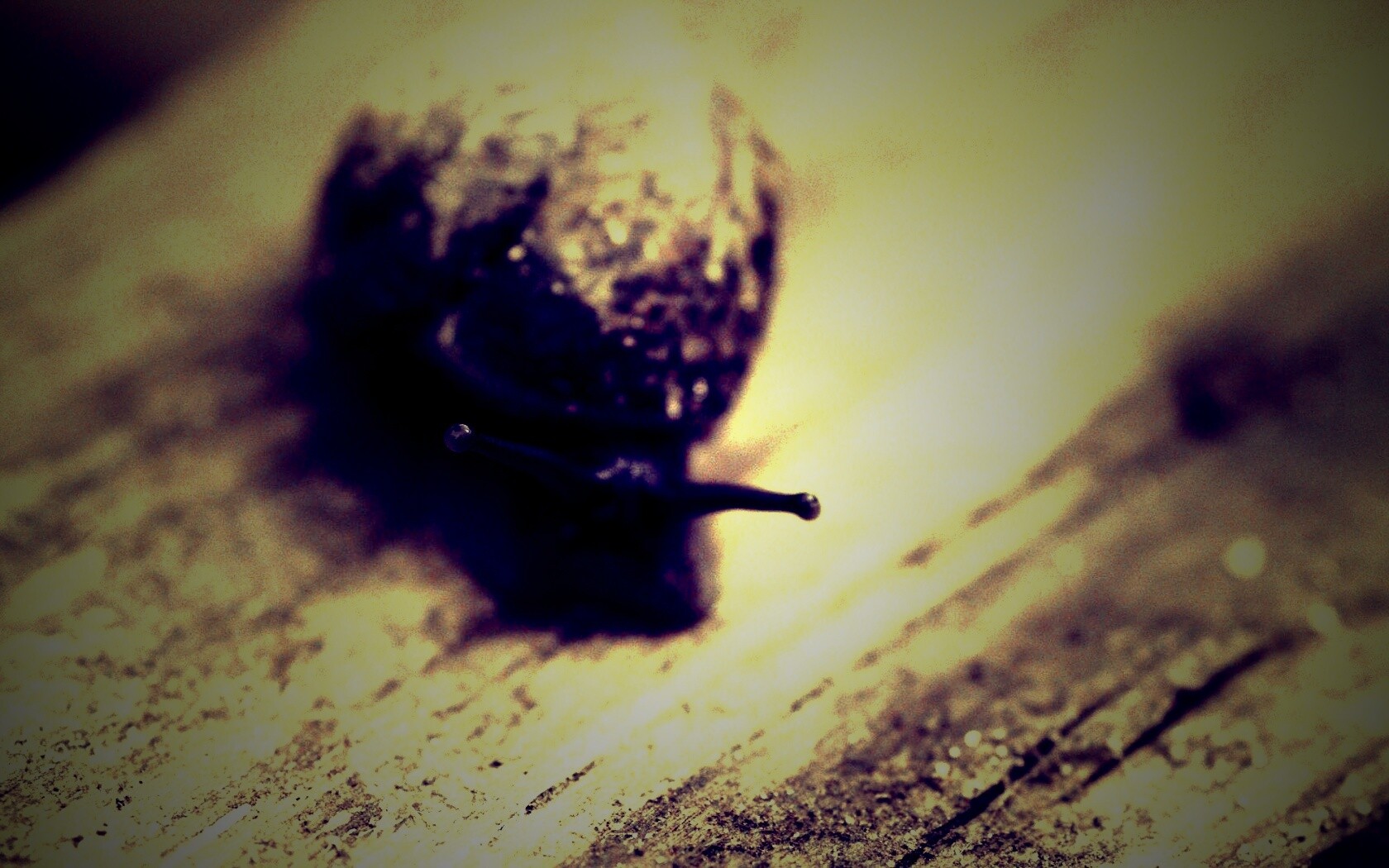 Улитка на ветке обои