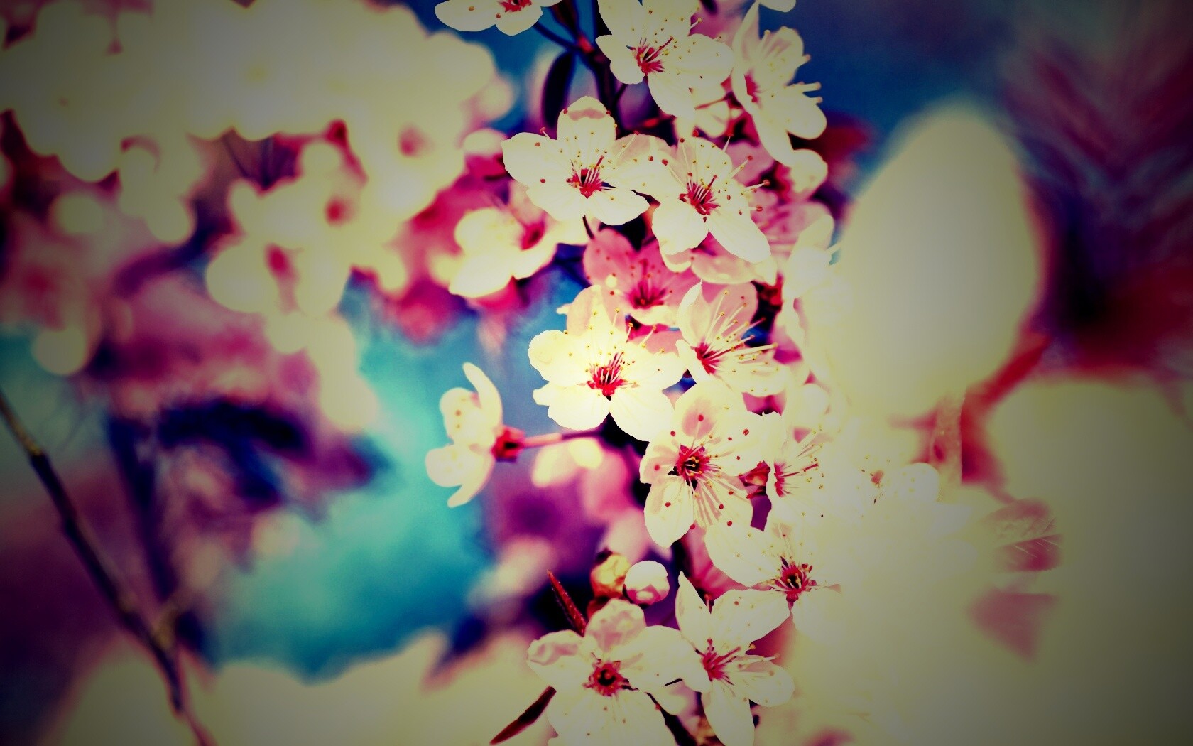 Цветение вишни обои