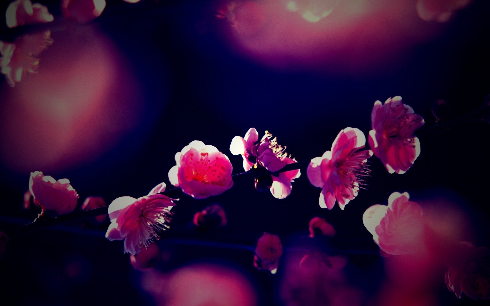 Цветущая вишня обои