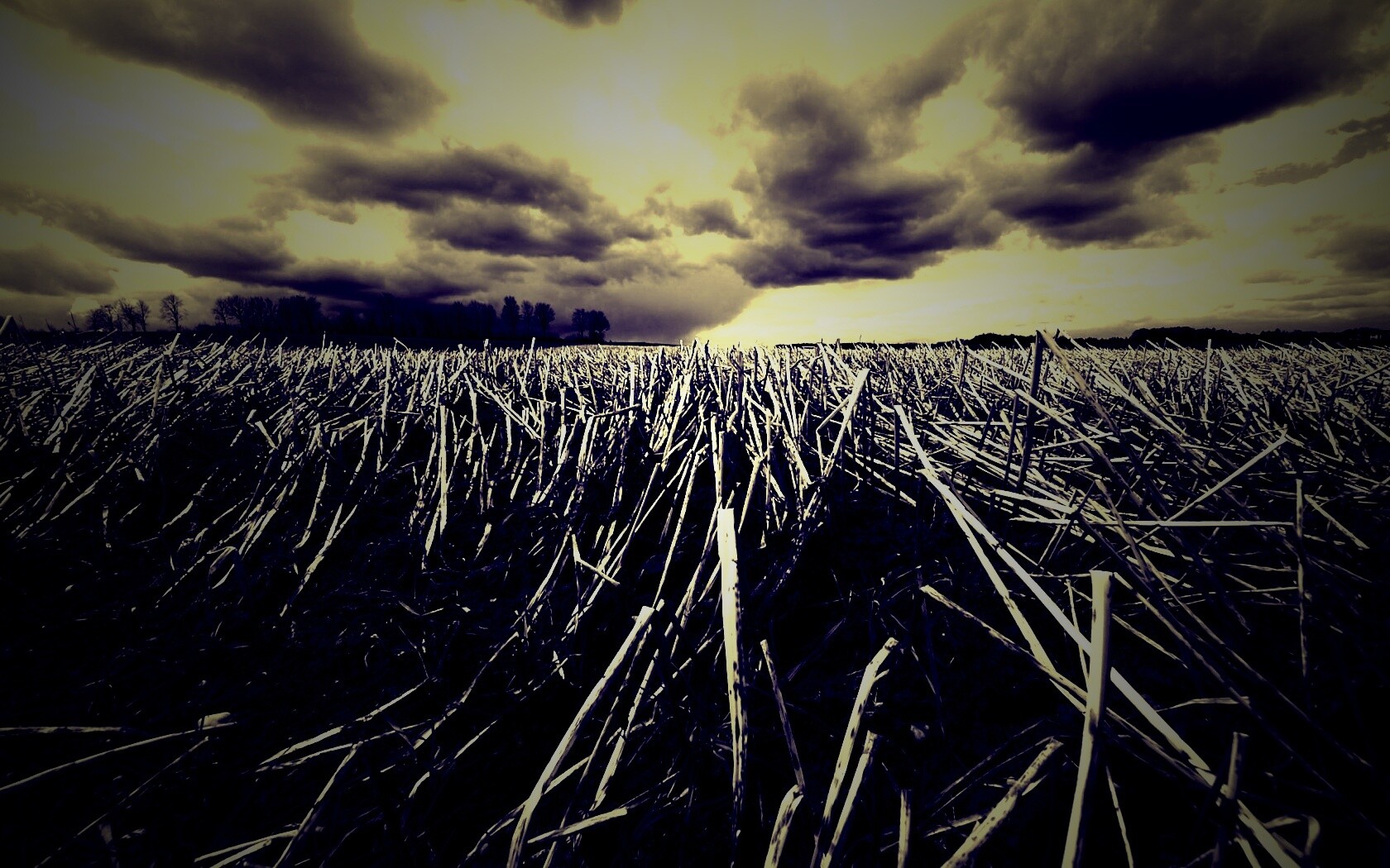 Убранное поле обои